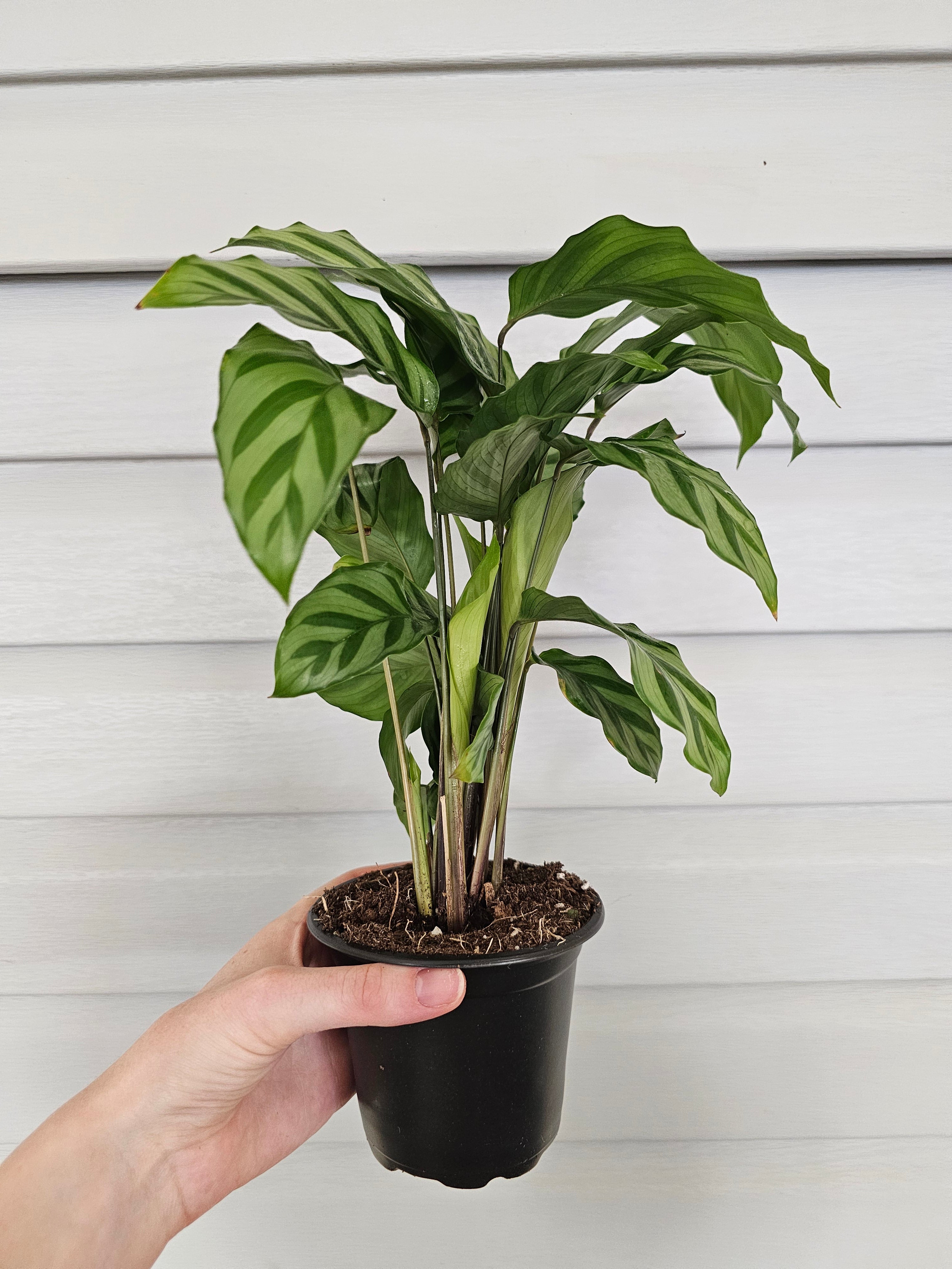 Calathea Freddie  image 4