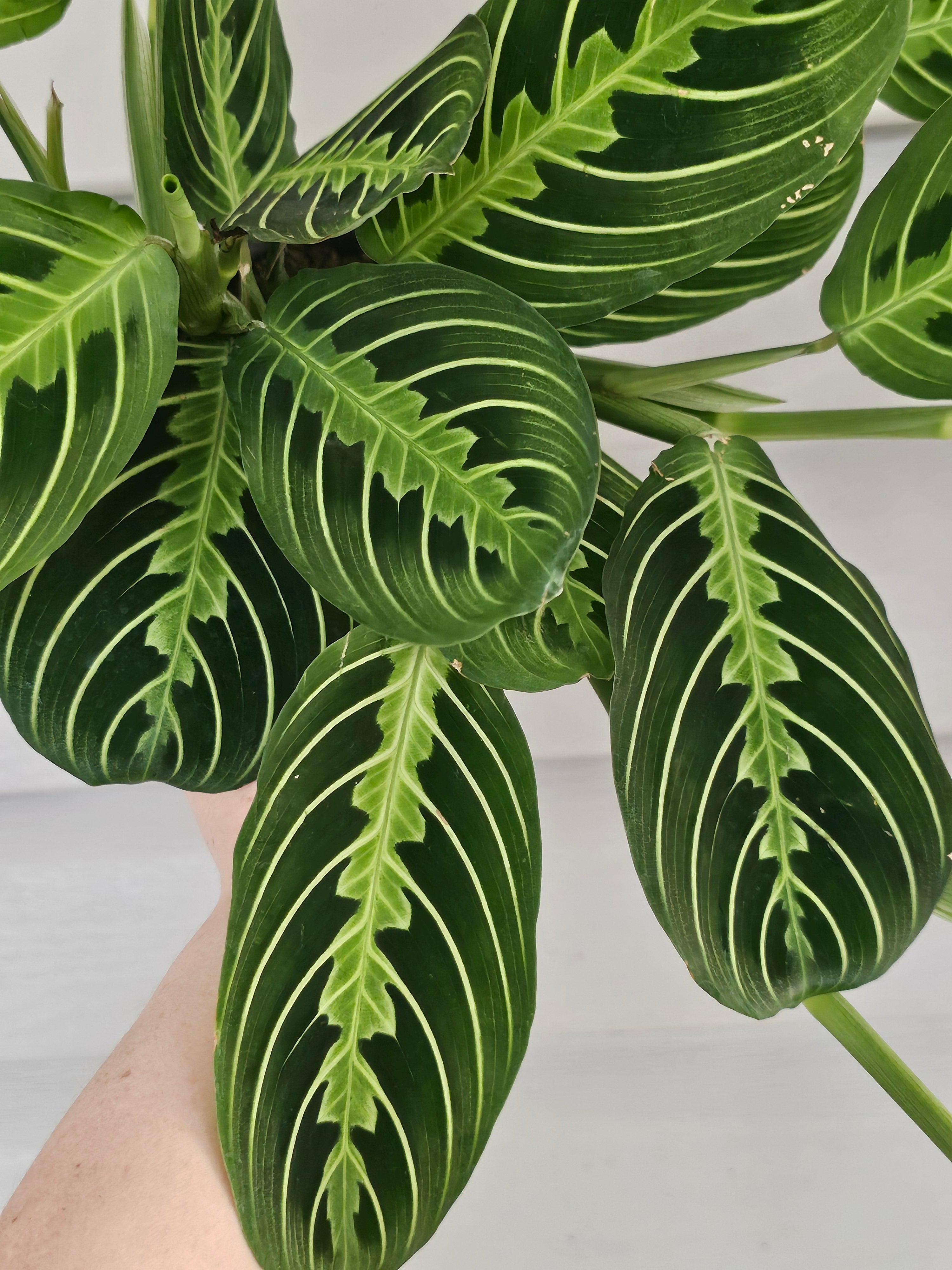 Lemon Lime Maranta image 2