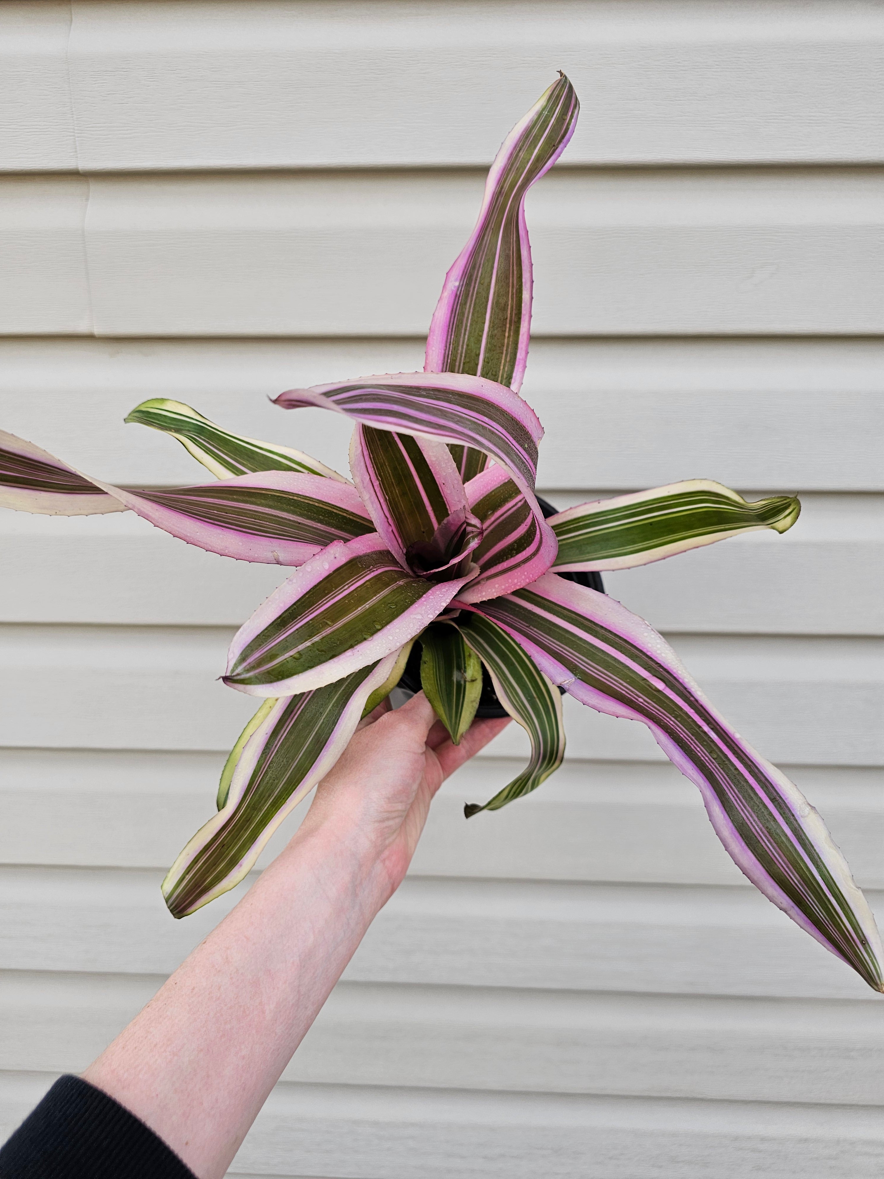 Pink Magic Bromeliad image 3