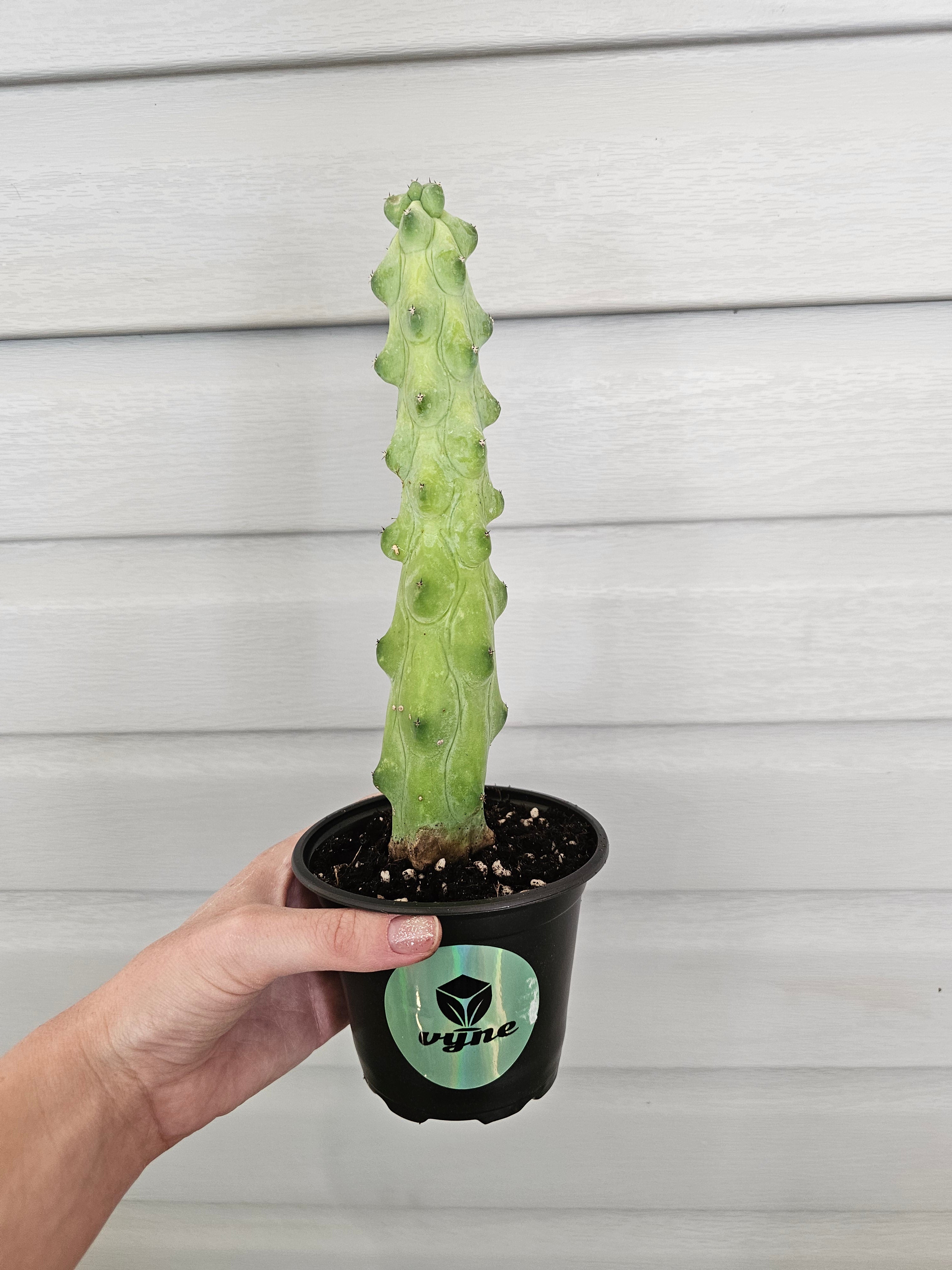 XL Boobie Cactus  image 3
