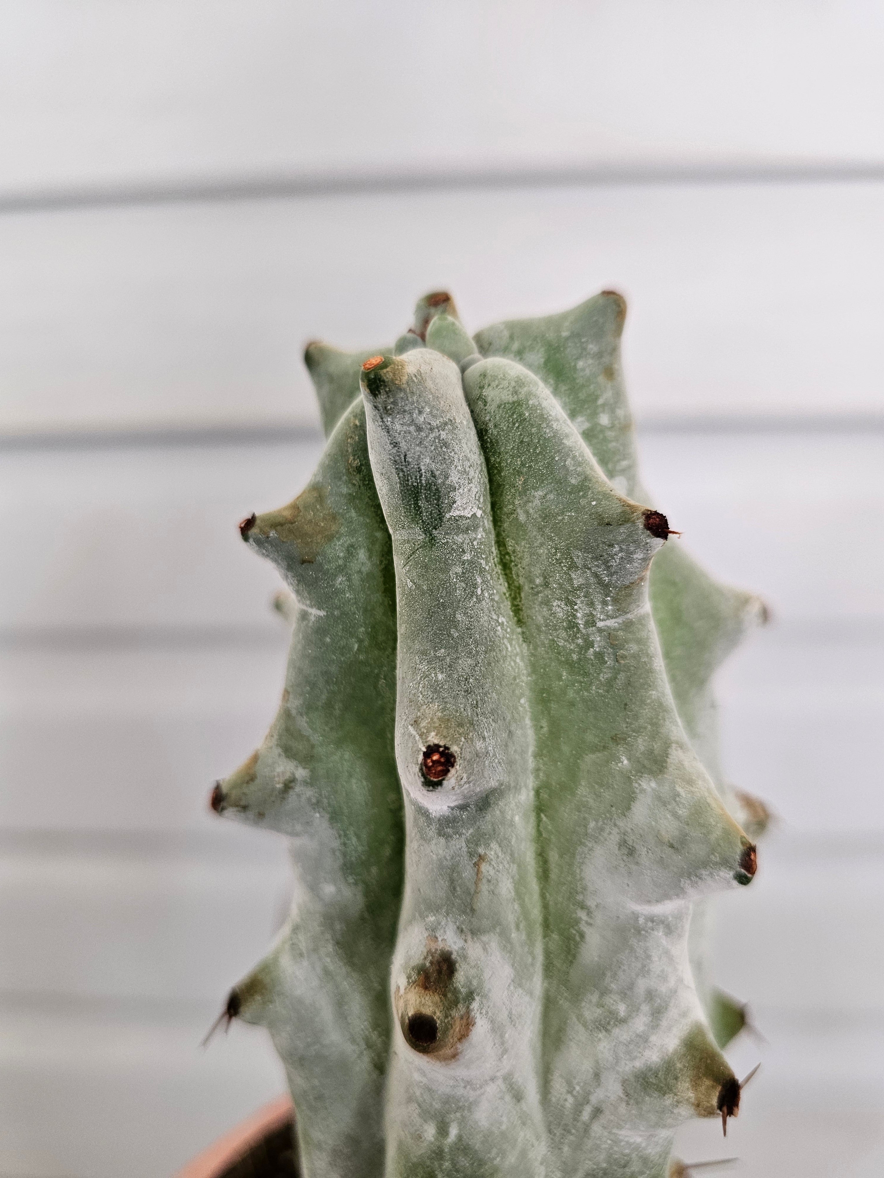 XL Boobie Cactus Ghost Variegated  image 1