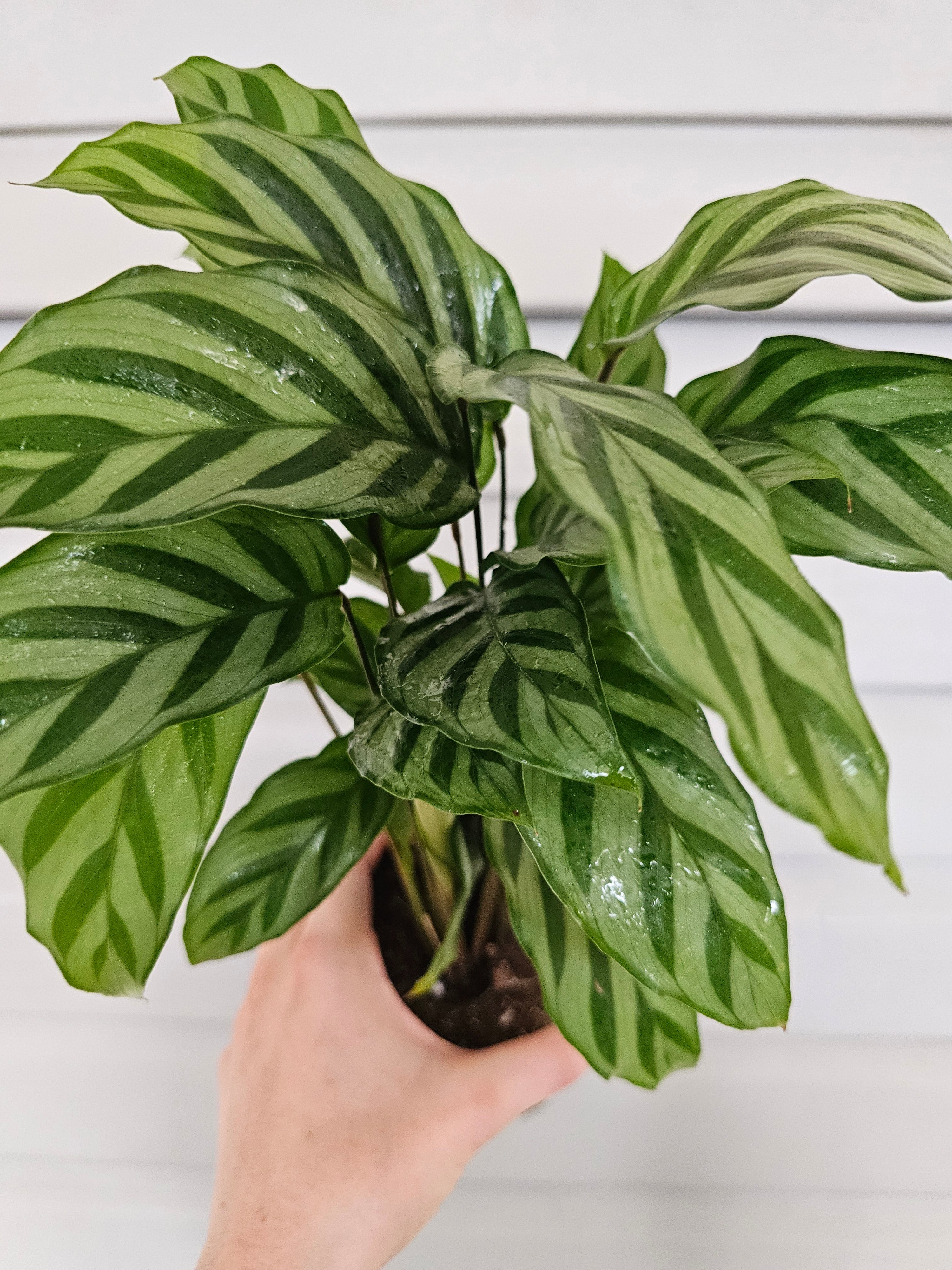 Calathea Freddie  image 1