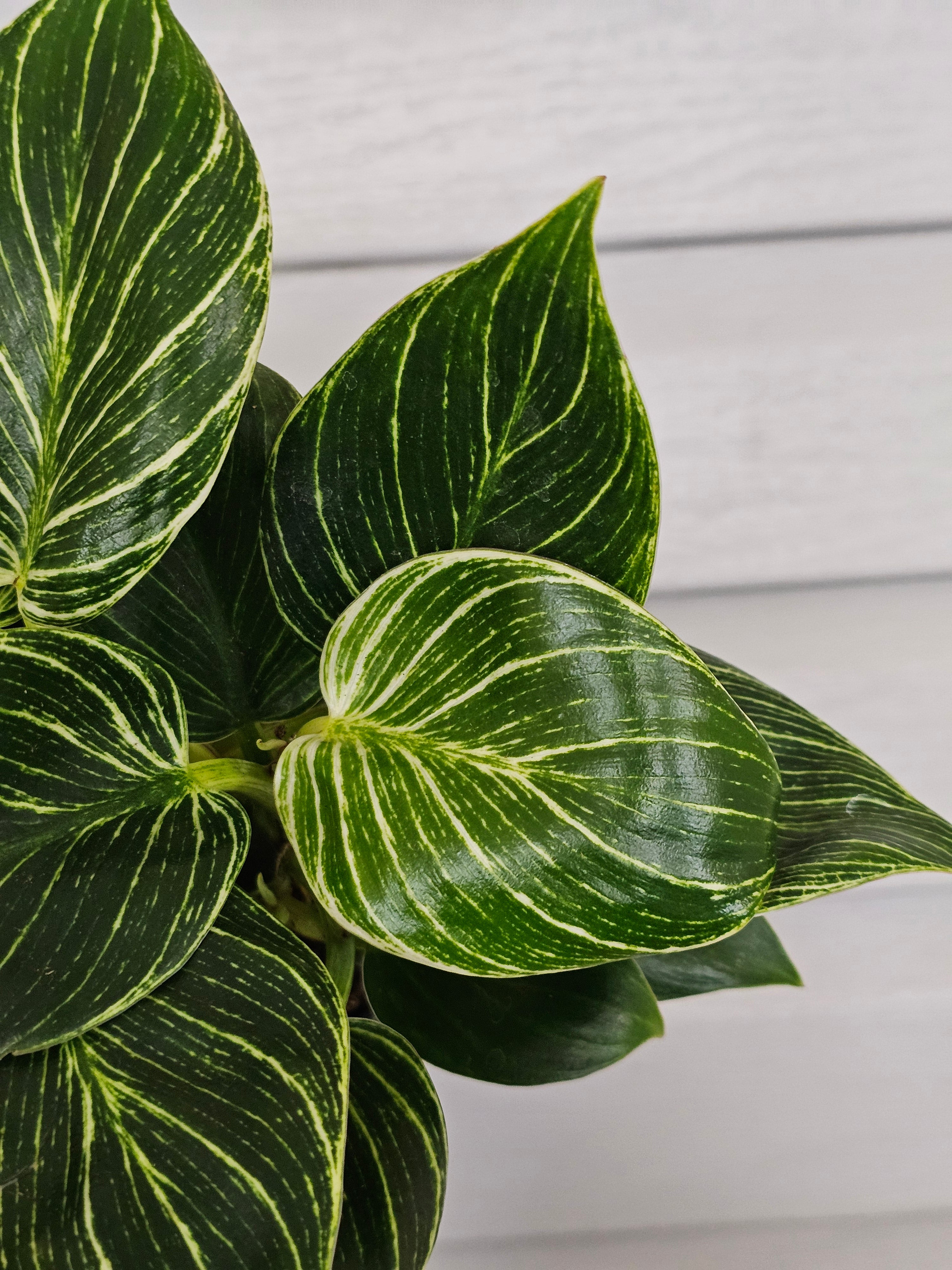 Philodendron Birkin  image 3