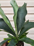 Staghorn Fern image 0
