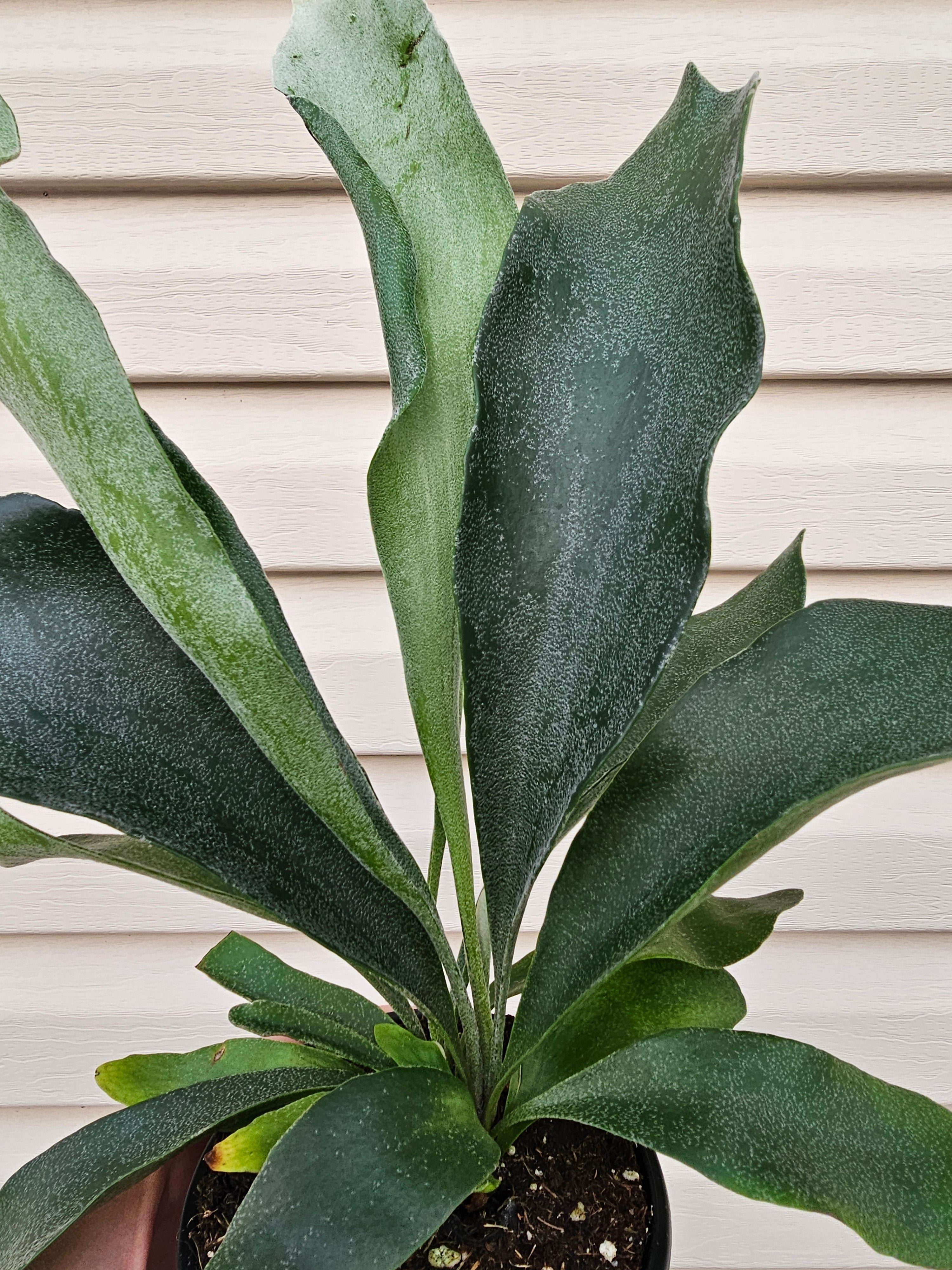 Staghorn Fern image 0