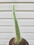 Monkey Tail Cactus image 0