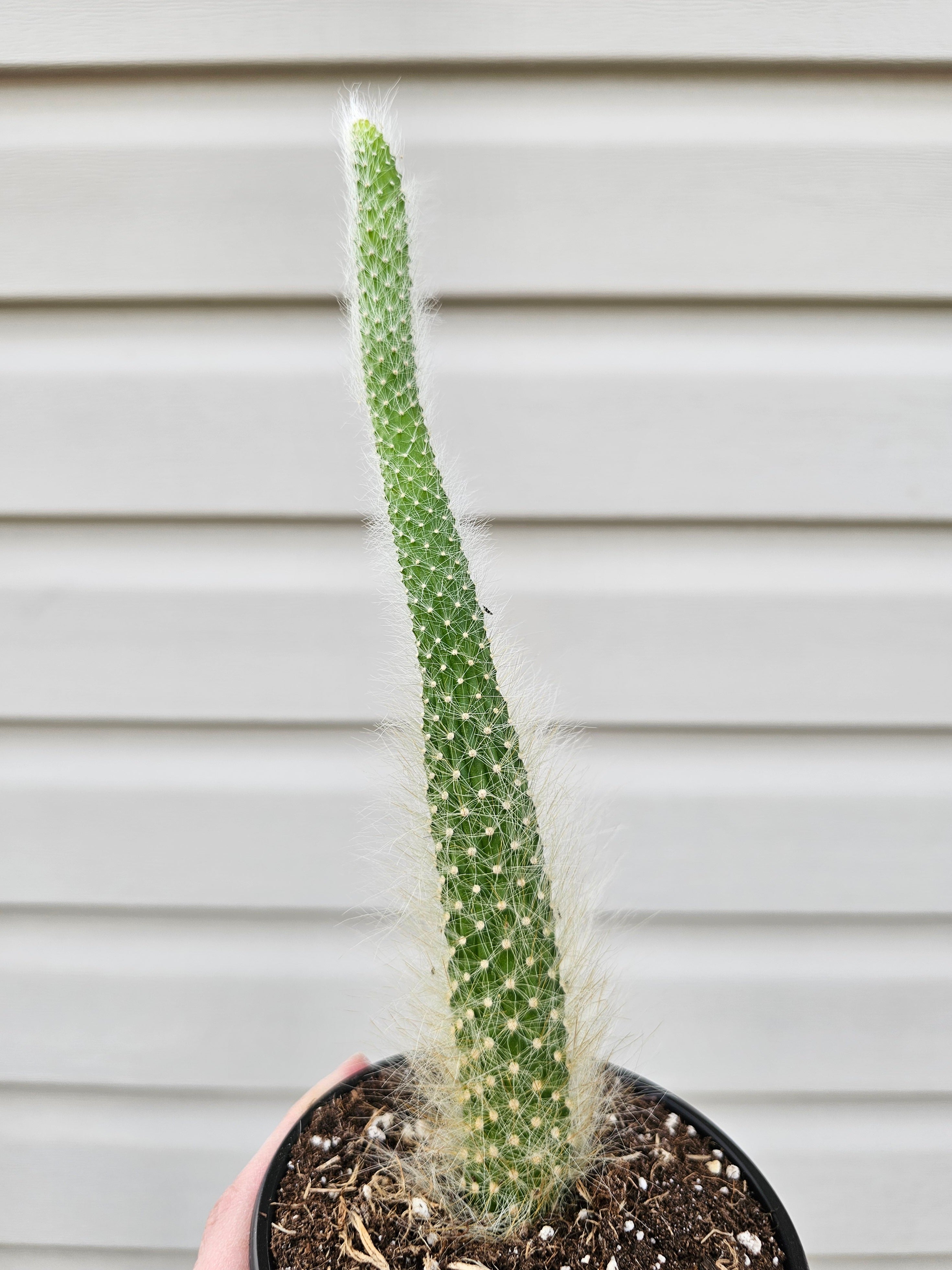 Monkey Tail Cactus image 0