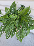 8" Adanasonii Swiss Cheese Monstera image 0