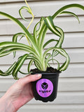 Bonnie Spider Plant Curly image 0