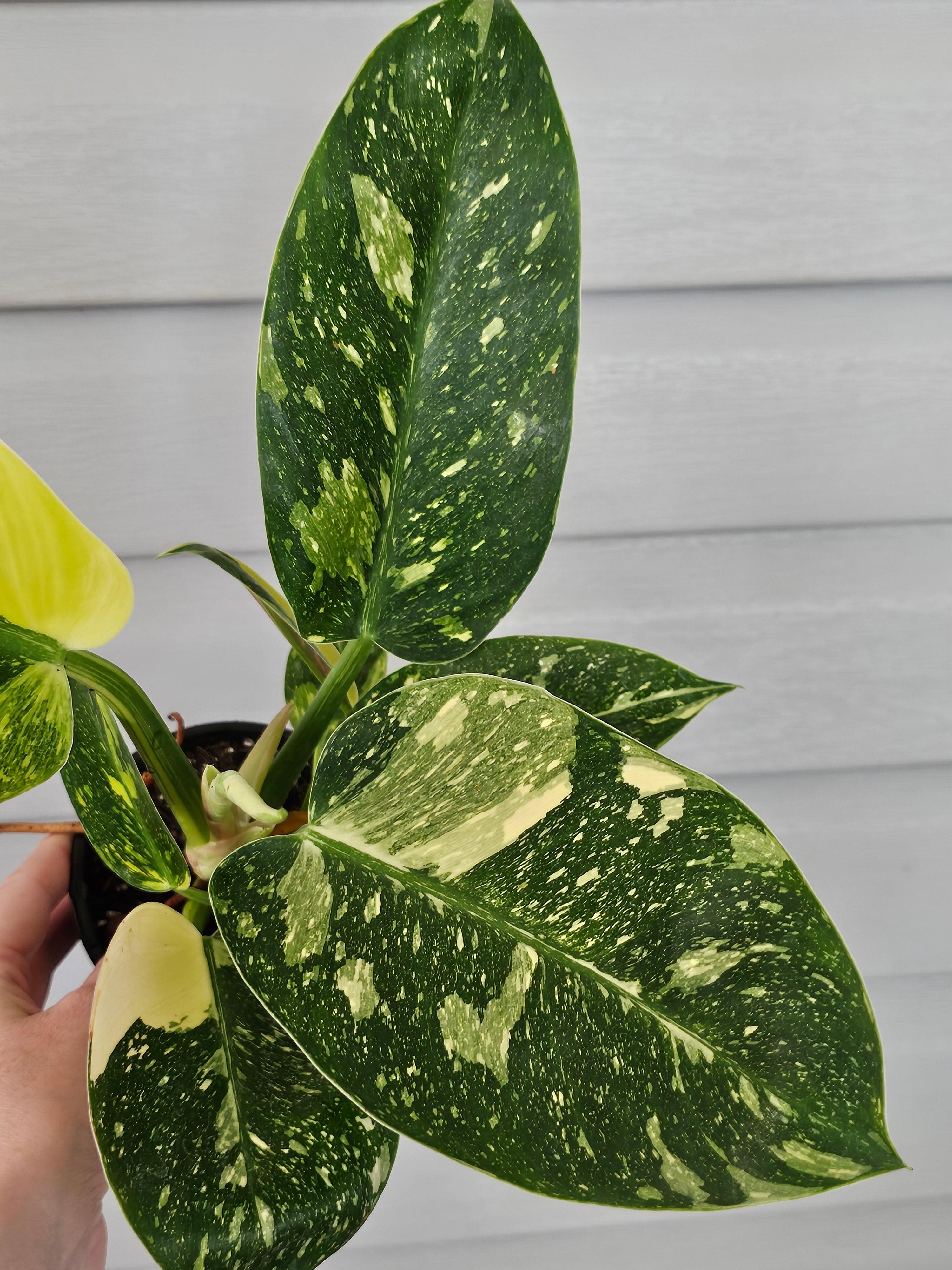 Variegated Nuclear Green Congo Philodendron image 2