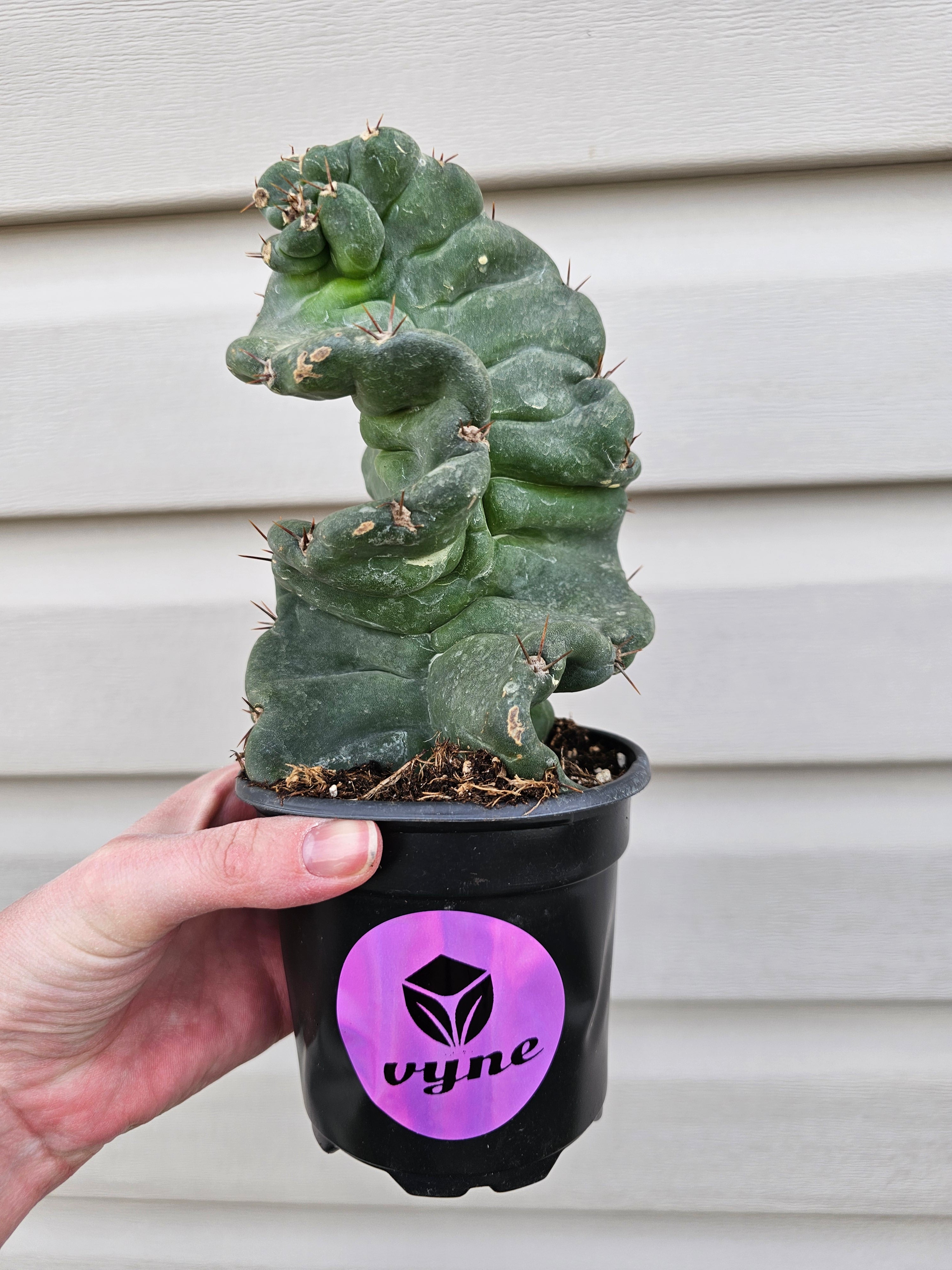 Spiralis Cactus image 3