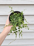 String of Turtles  image 0
