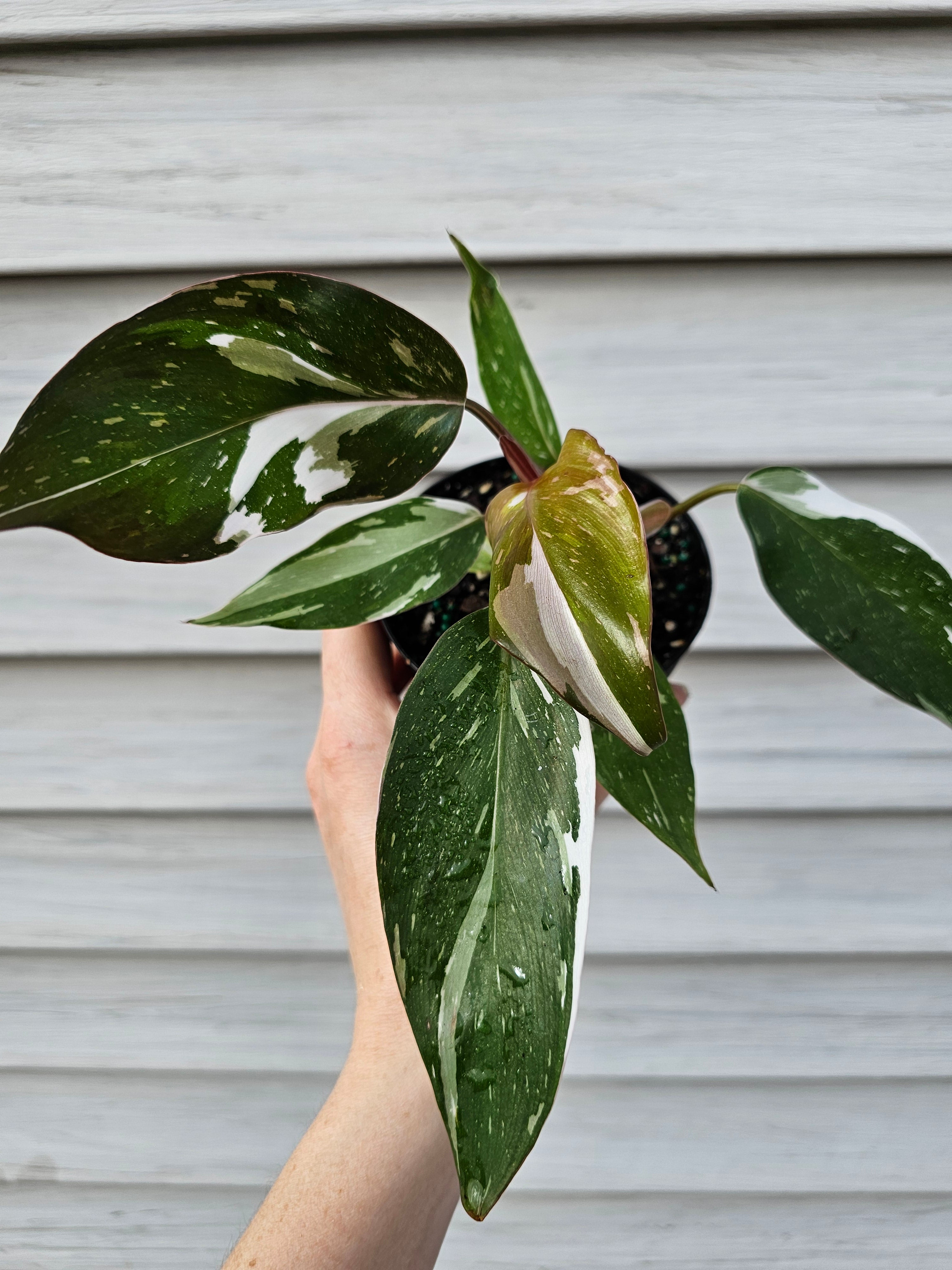 Philodendron Red Anderson ️️ image 1