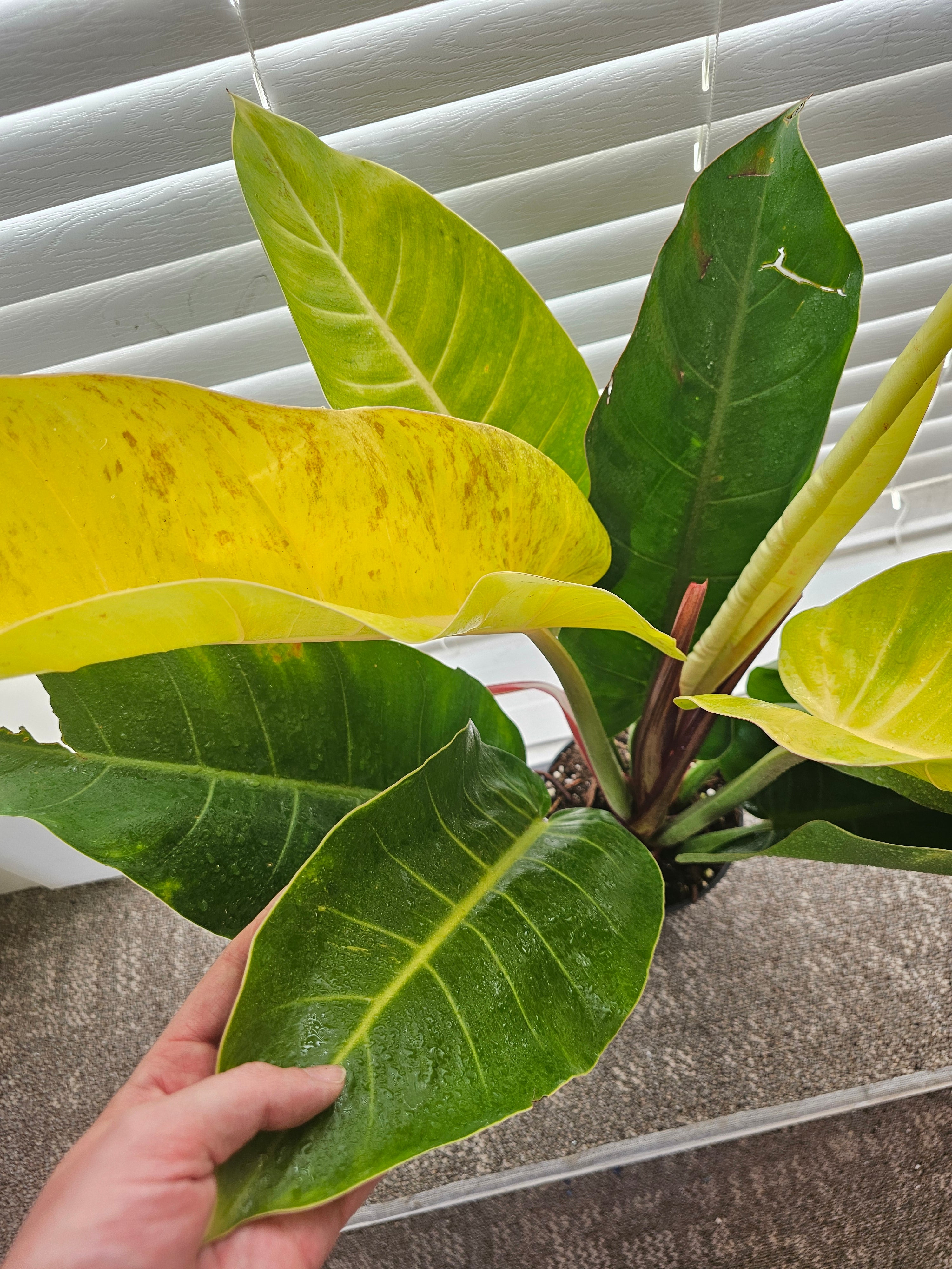 Philodendron Prince of Orange Mutation ️ image 3