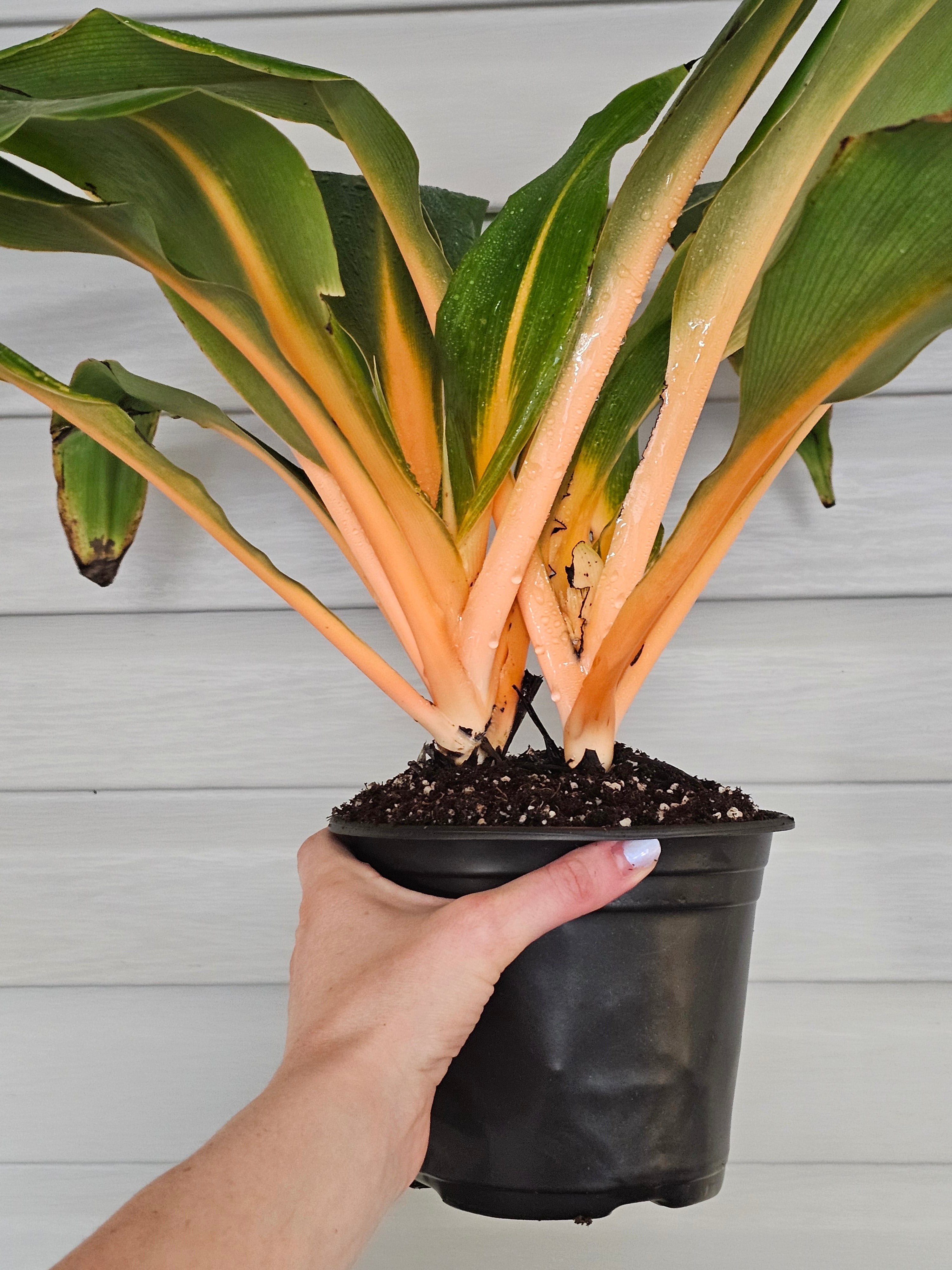 Mandarin Spider Plant - Fire Flash  image 2