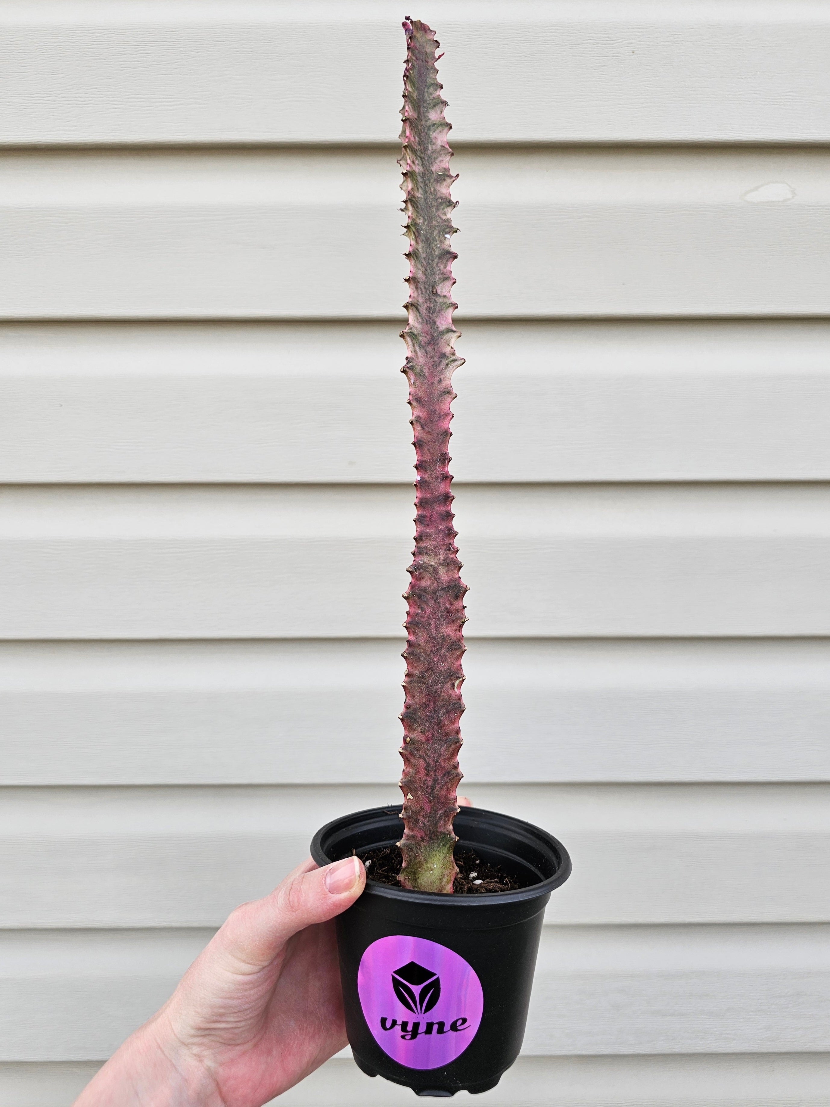Euphorbia Trigona Royal Red image 0