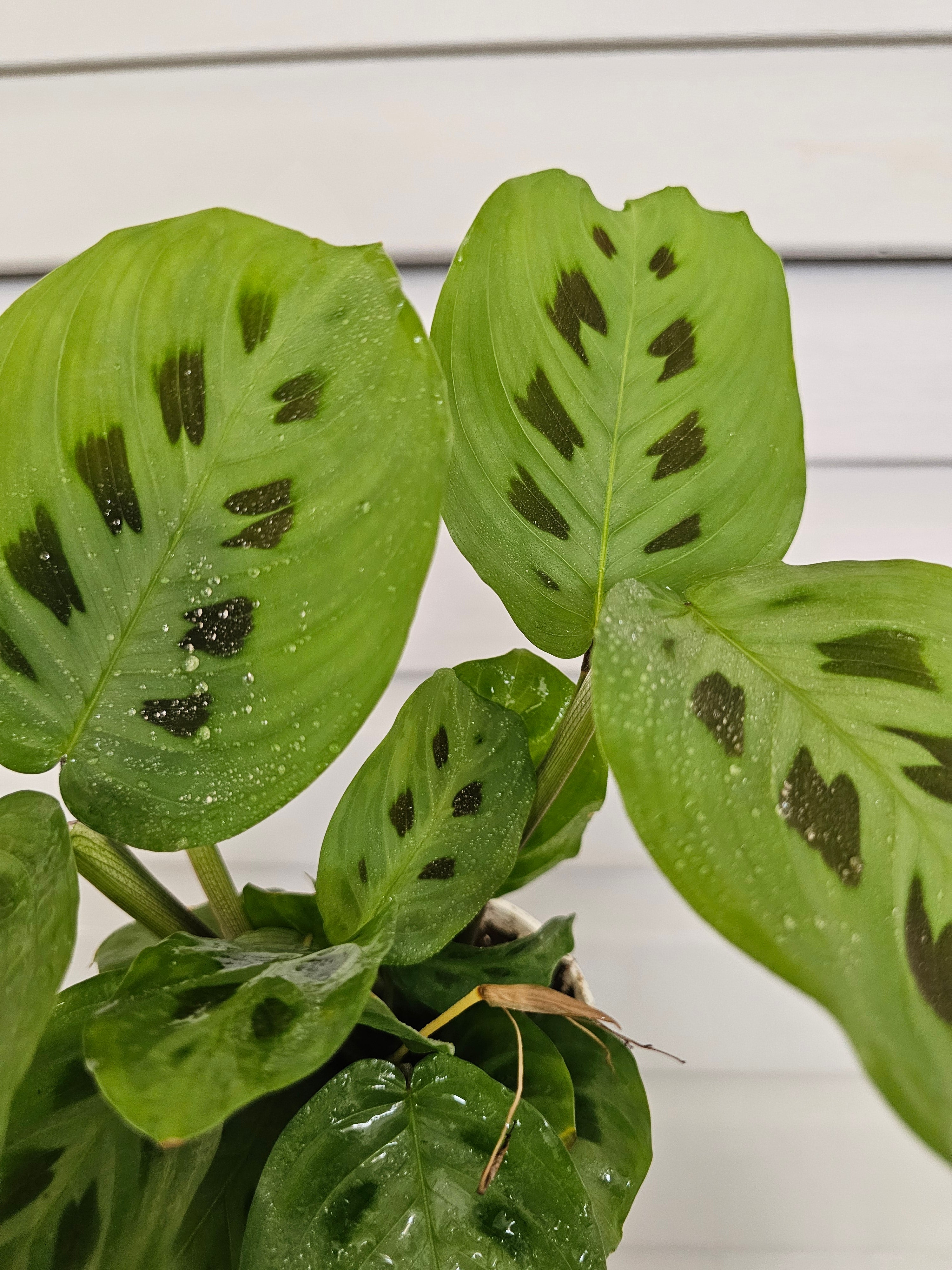 Rabbit Foot Maranta  image 4