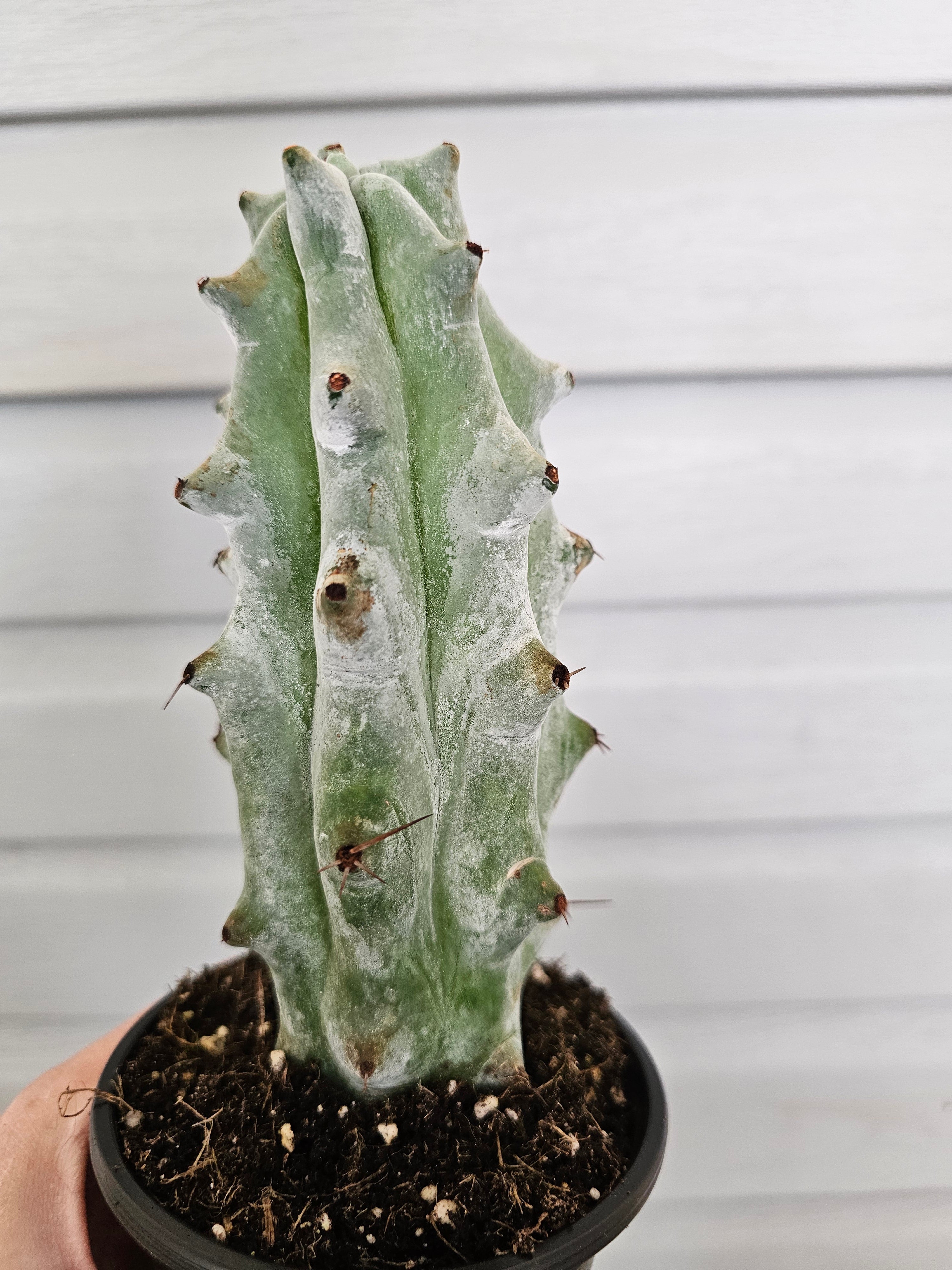 XL Boobie Cactus Ghost Variegated  image 2