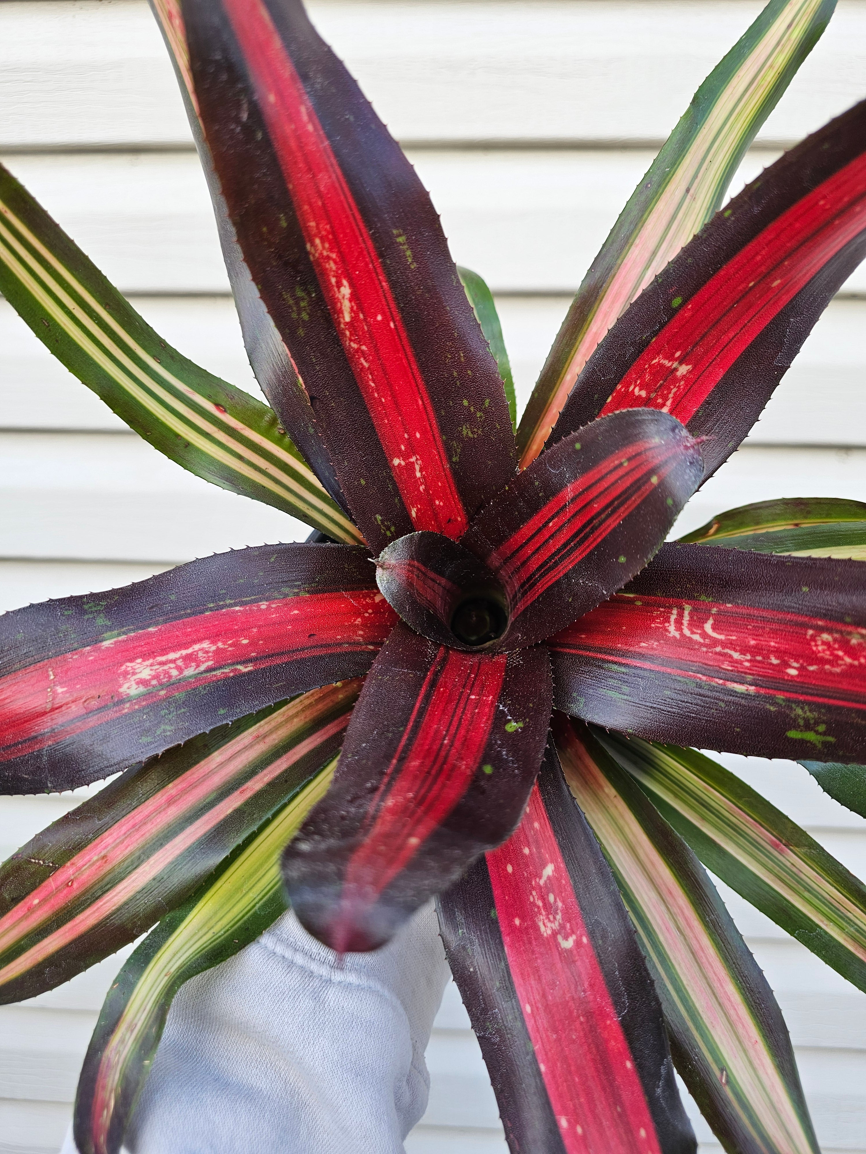 Bromeliad Pimiento image 3