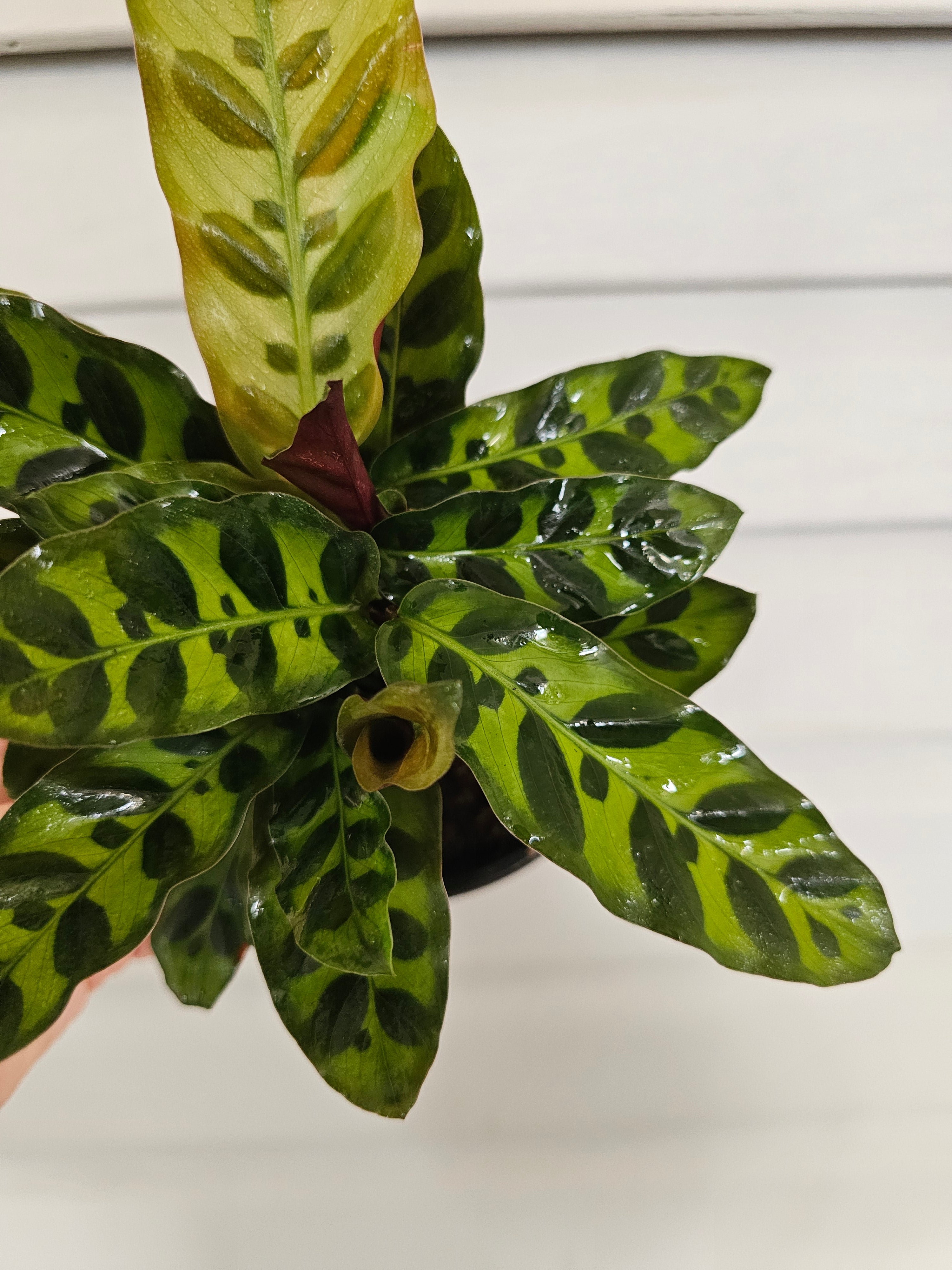 Rattlesnake Calathea  image 1