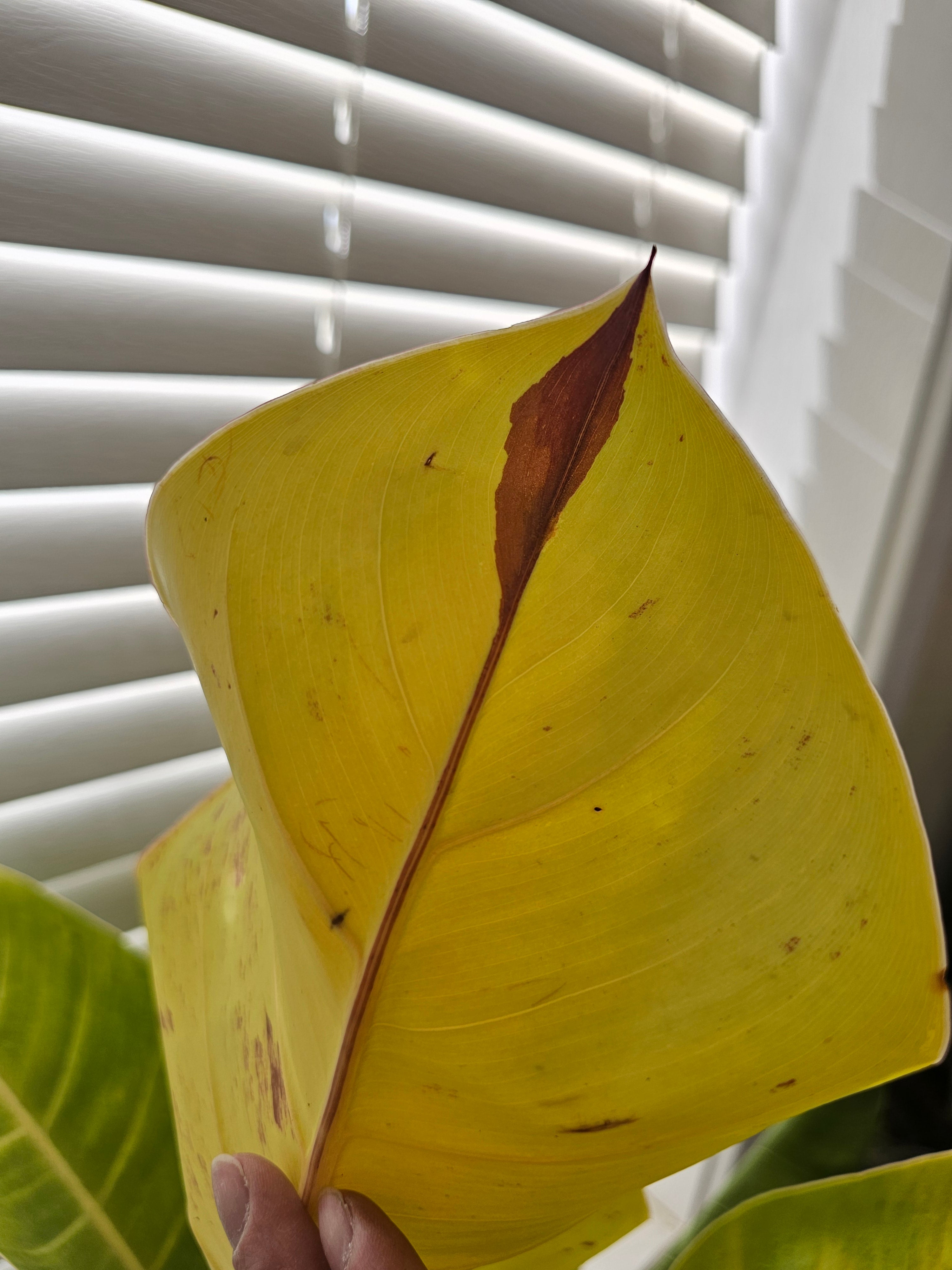 Philodendron Prince of Orange Mutation ️ image 1