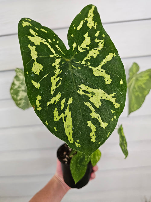Alocasia Hilo Beauty  image 0