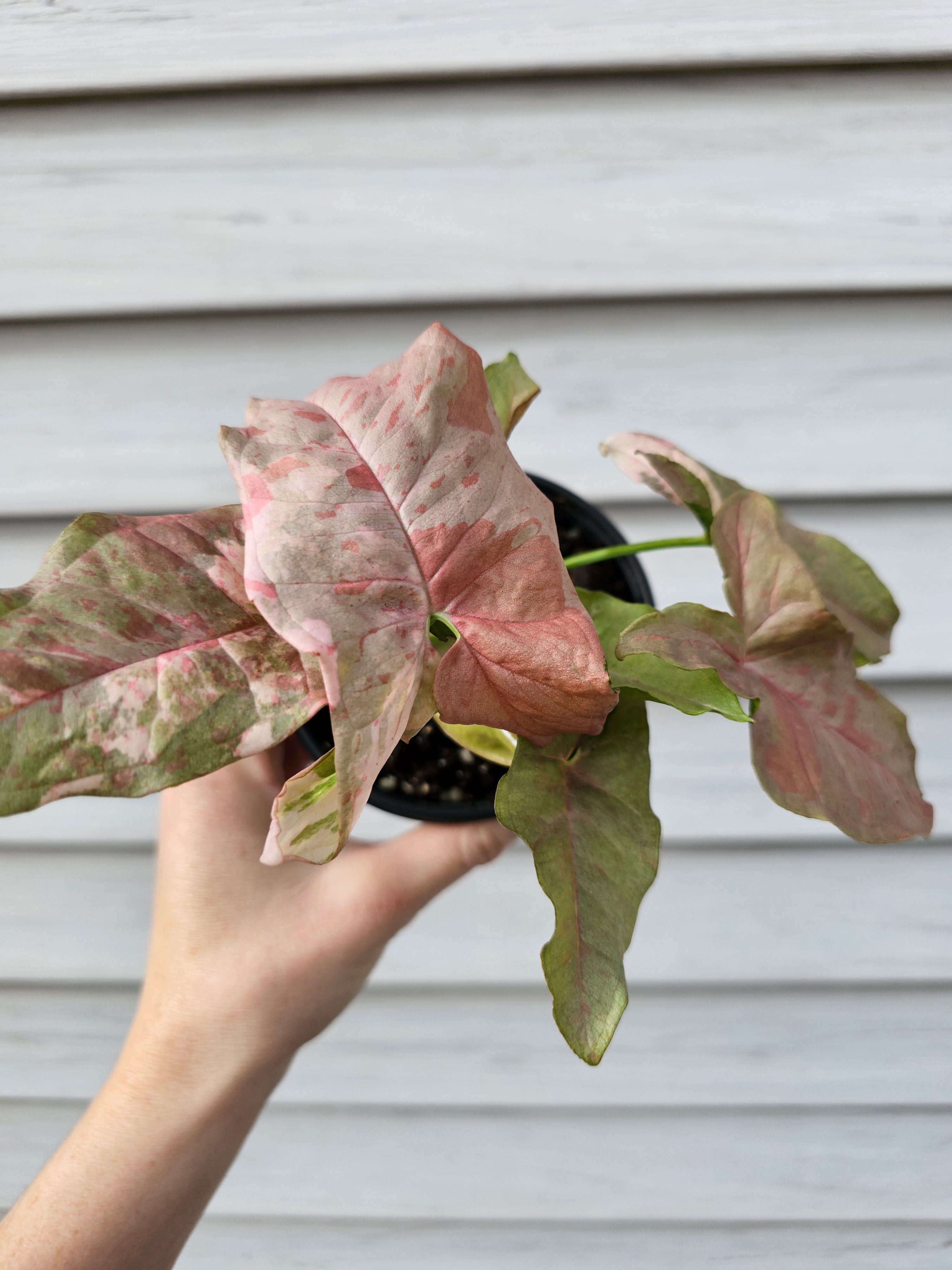 Syngonium Double Pink  image 3