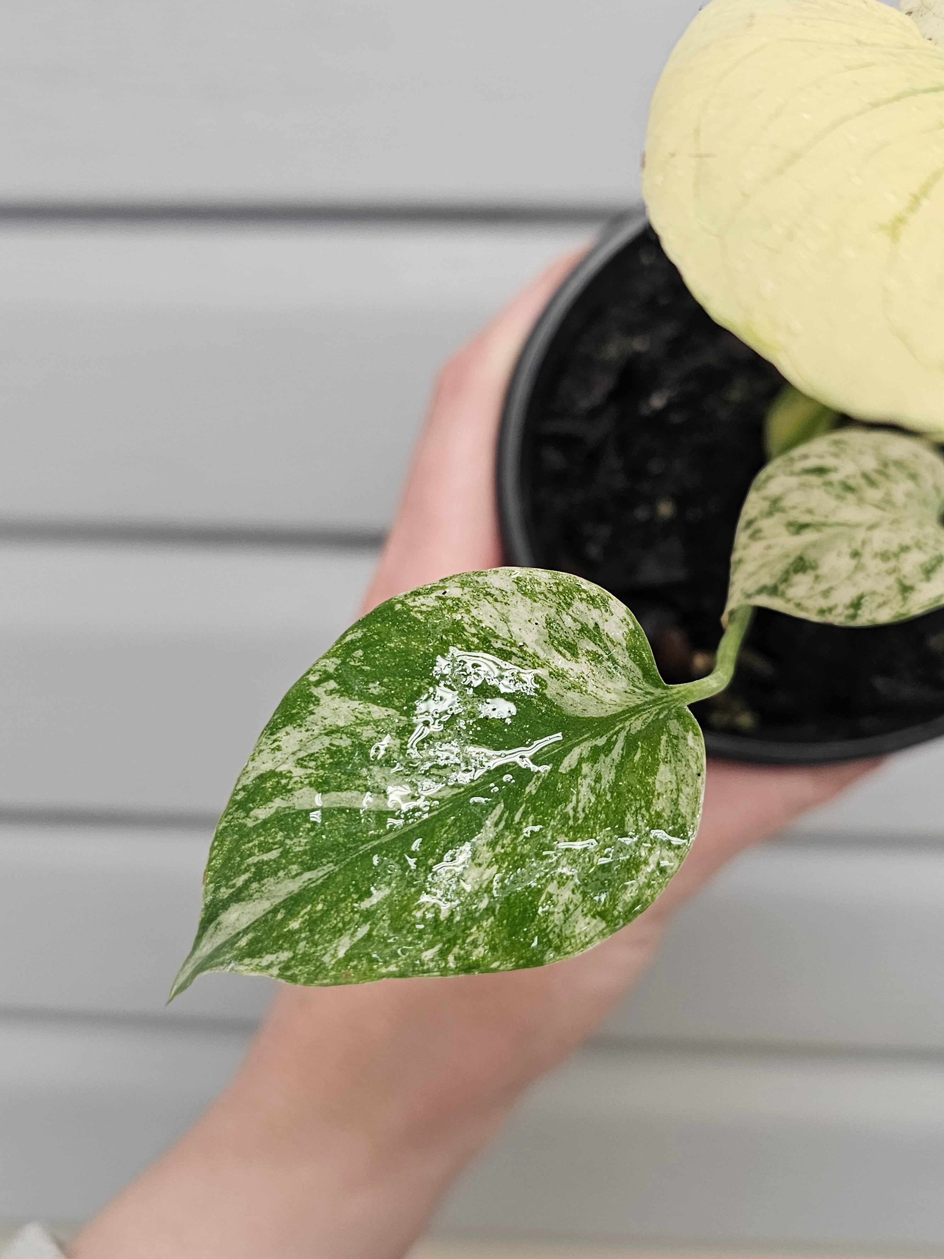Monstera White Monster  image 3