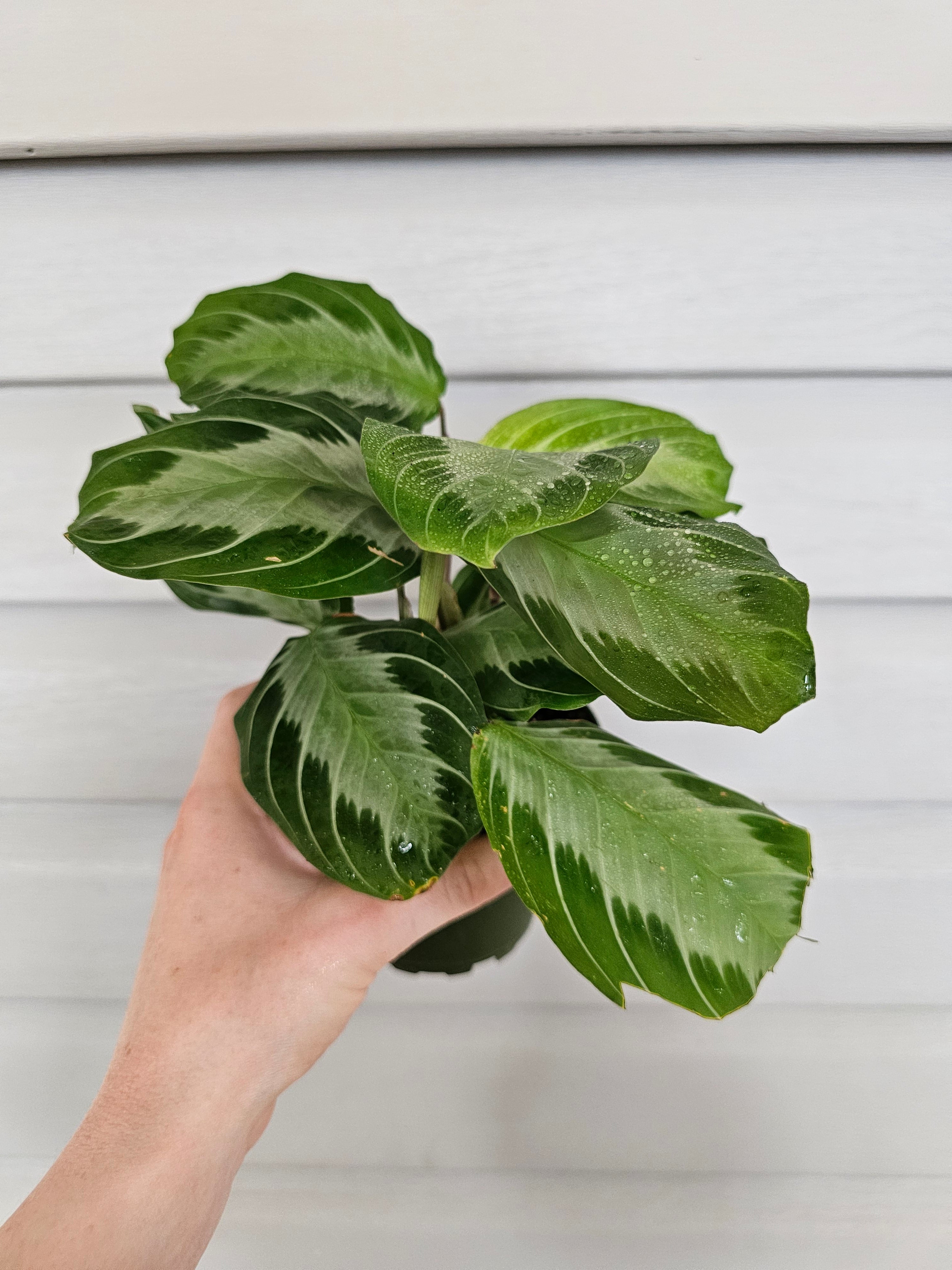 Silver Band Maranta  image 1