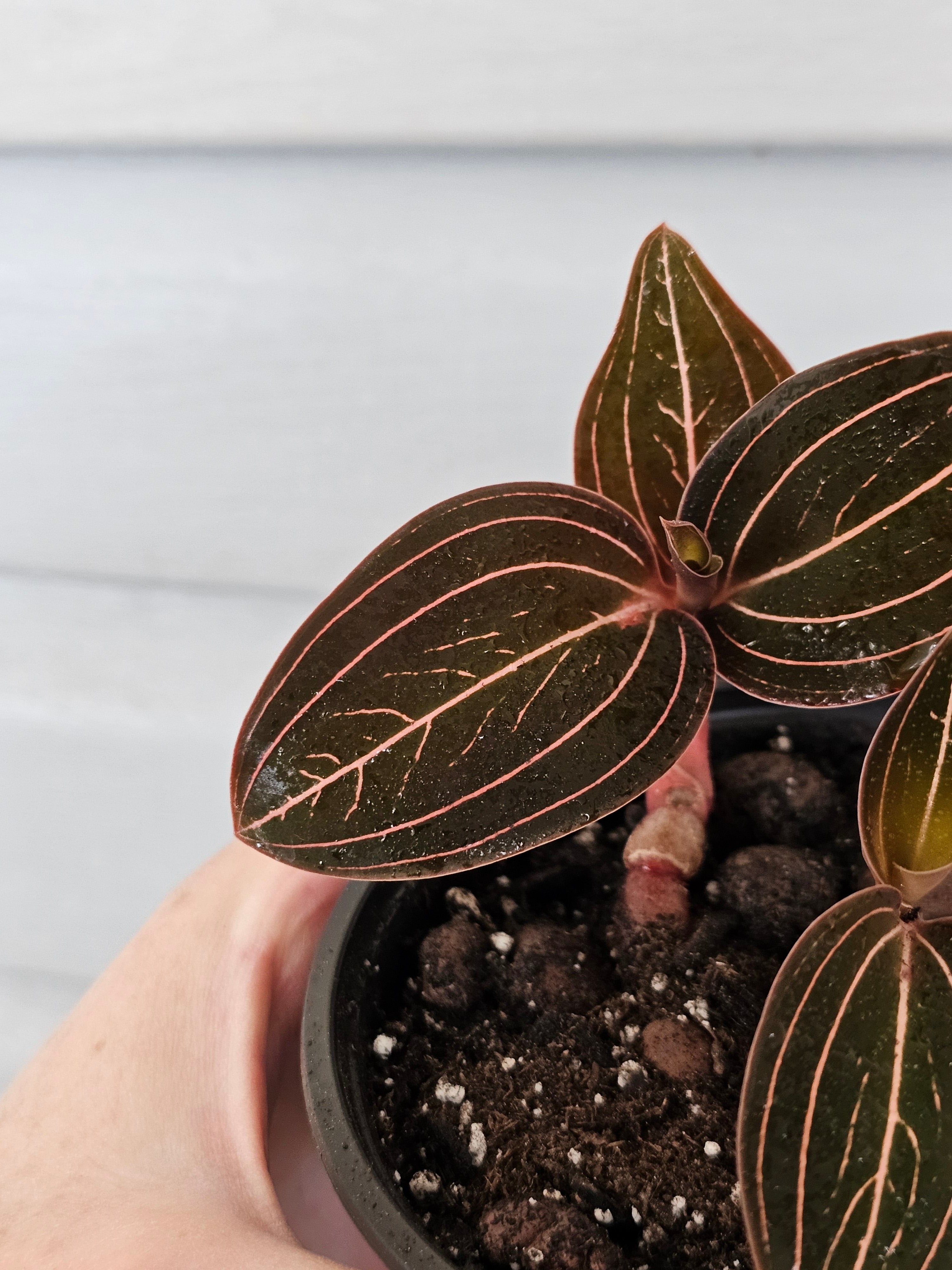 Jewel Orchid ️ image 3