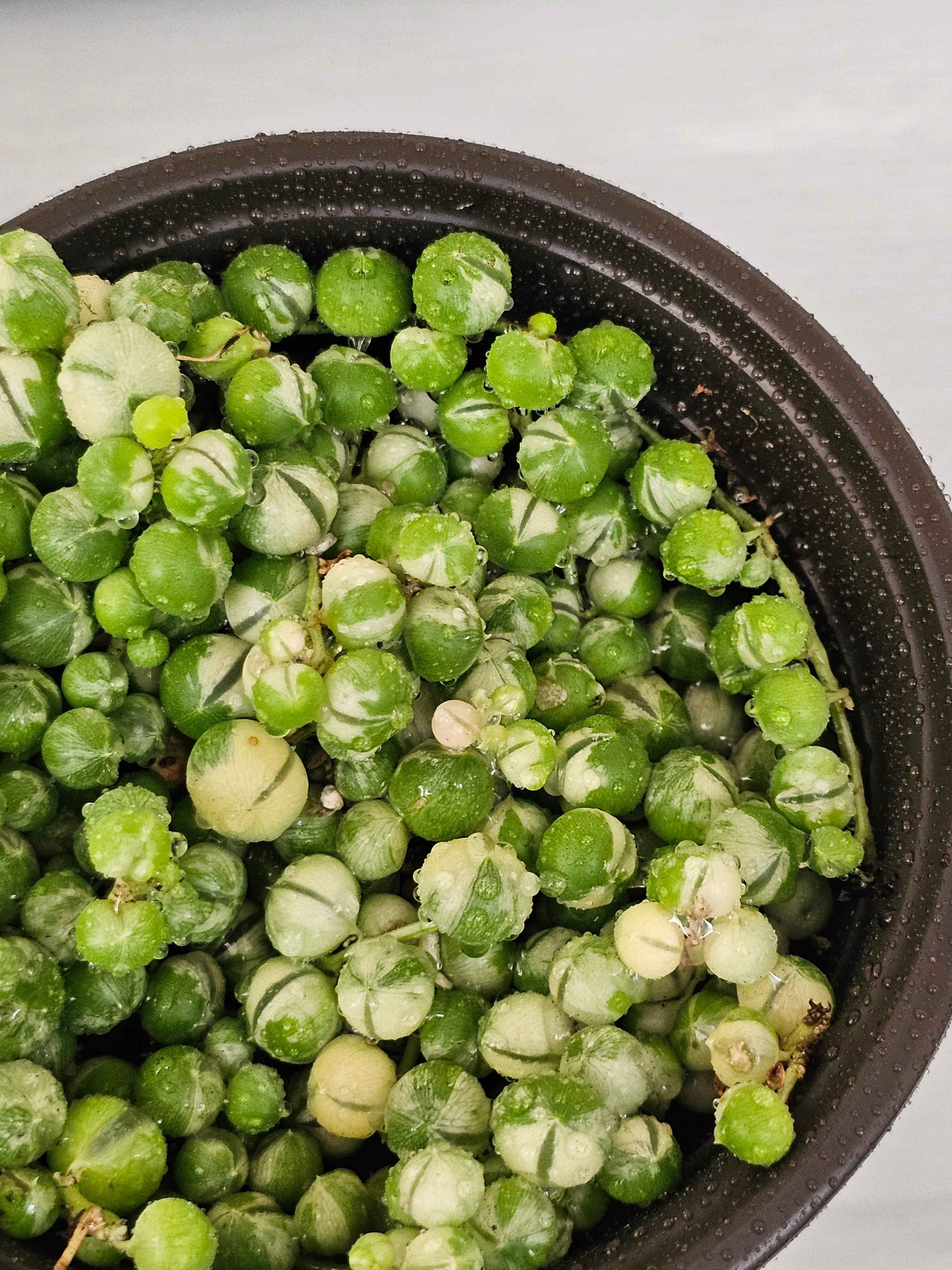Variegated String of Pearls  image 2