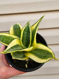 Snake Plant Gold Hahnii ️   image 0