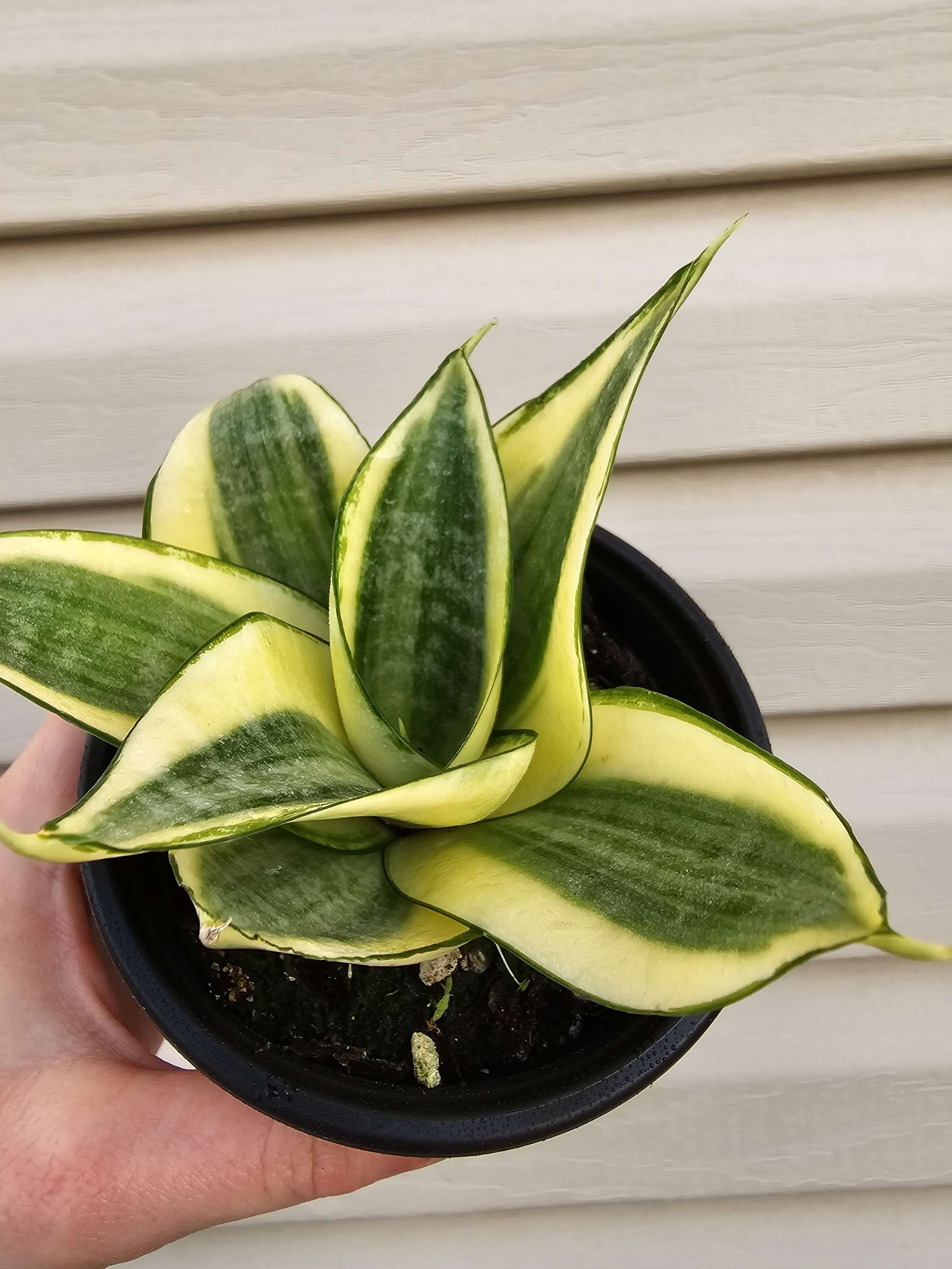 Snake Plant Gold Hahnii ️   image 0