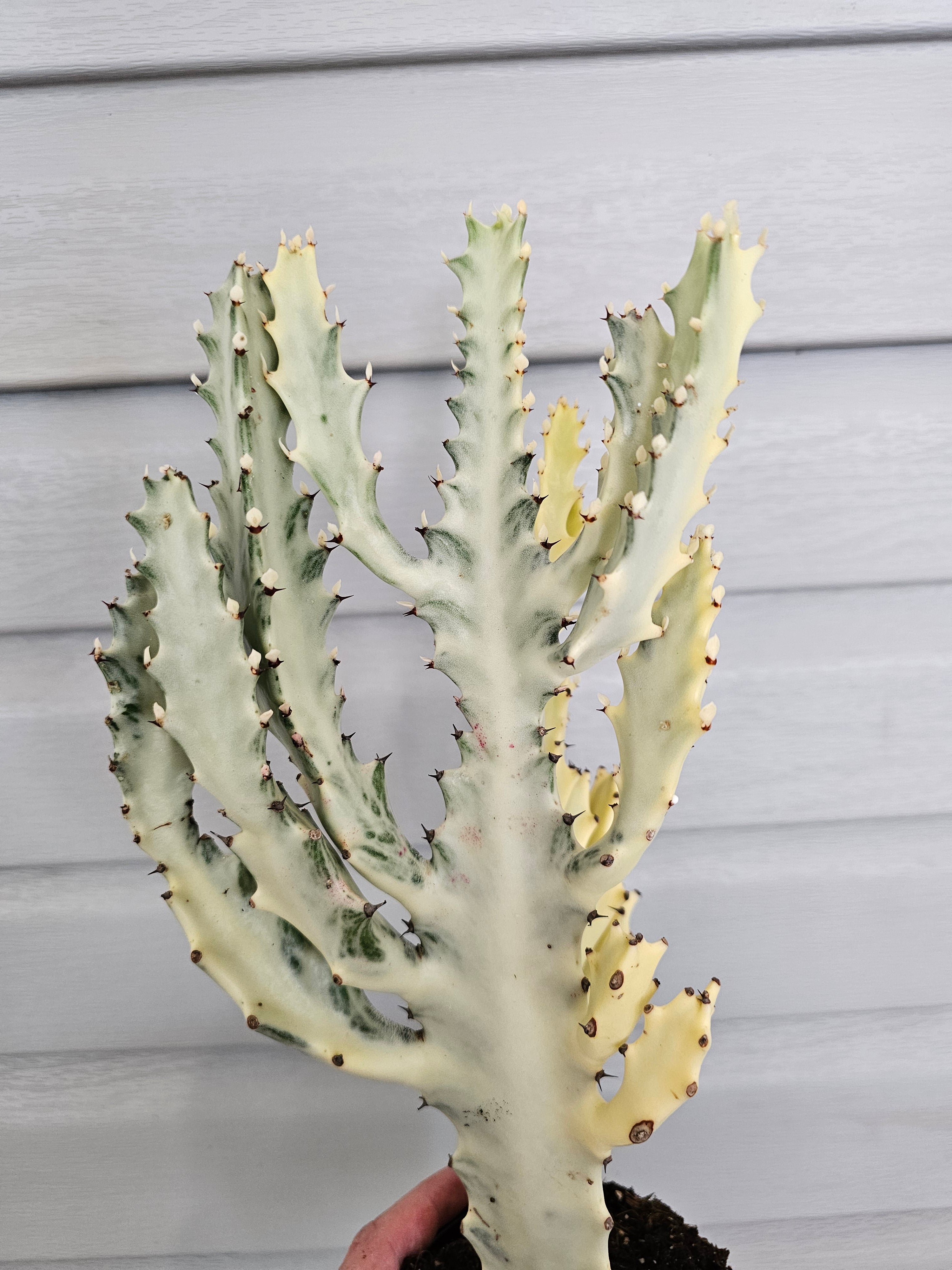 Euphorbia Ghost  image 3