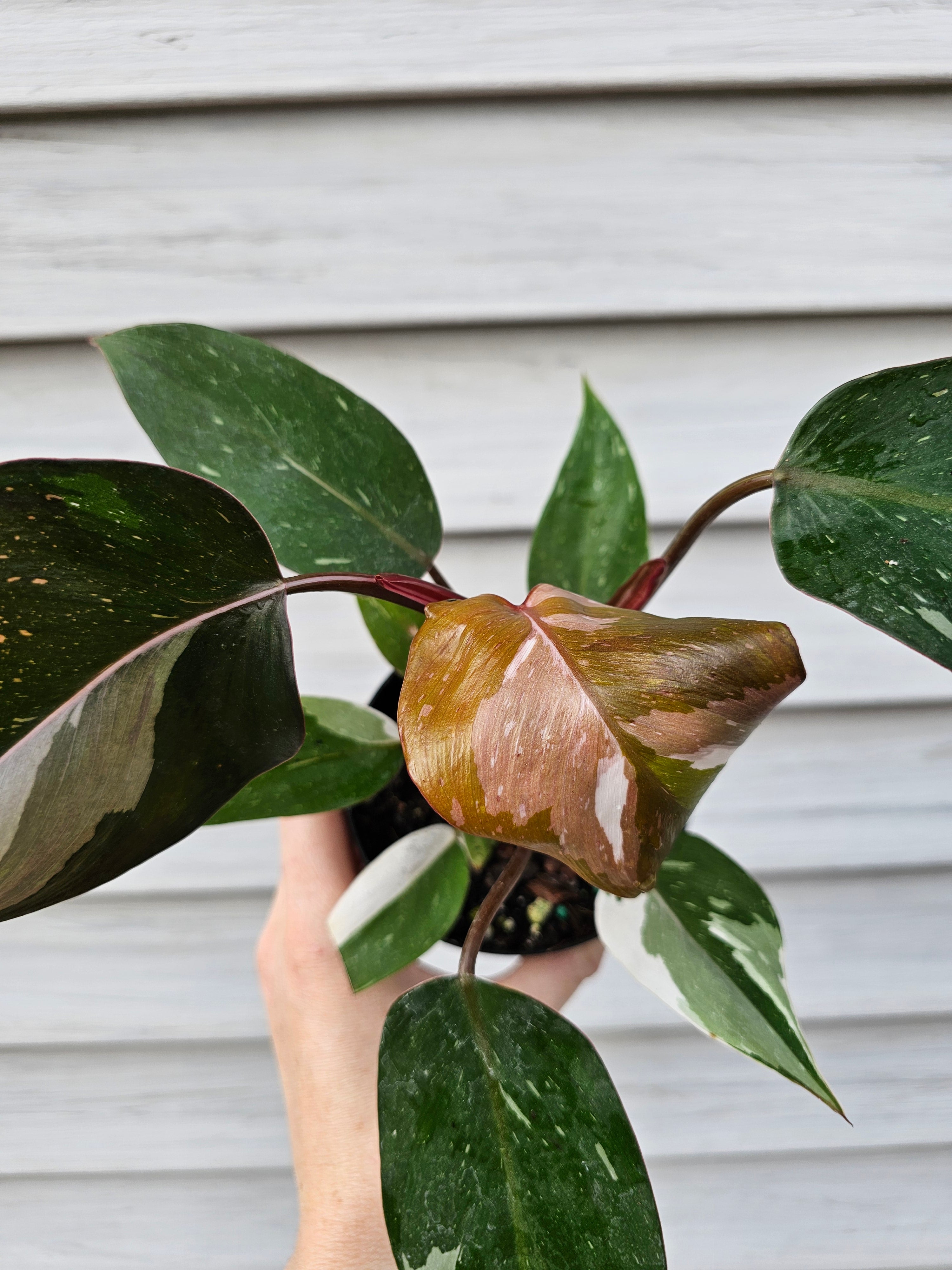 Philodendron Red Anderson ️️ image 2