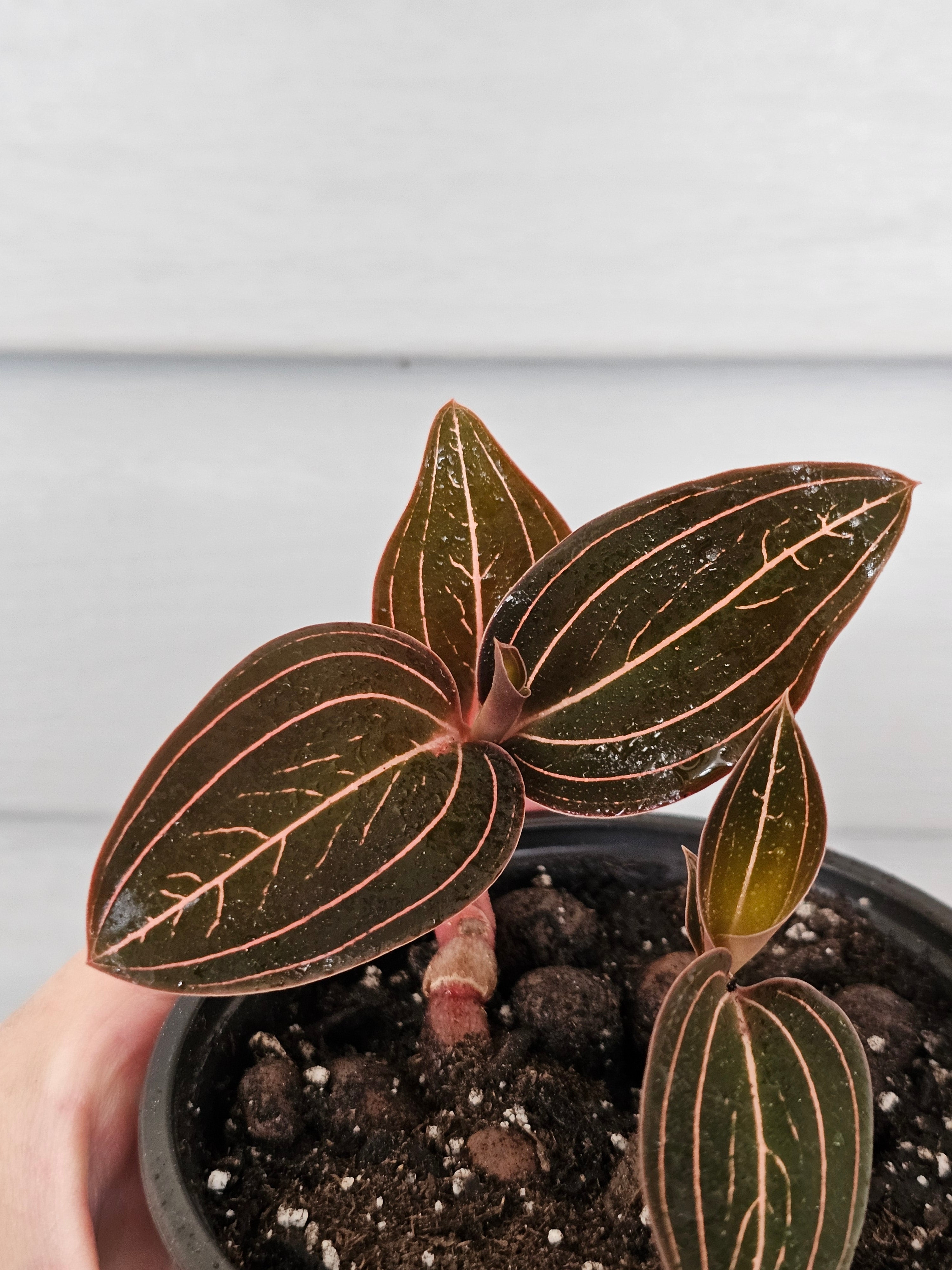 Jewel Orchid ️ image 1
