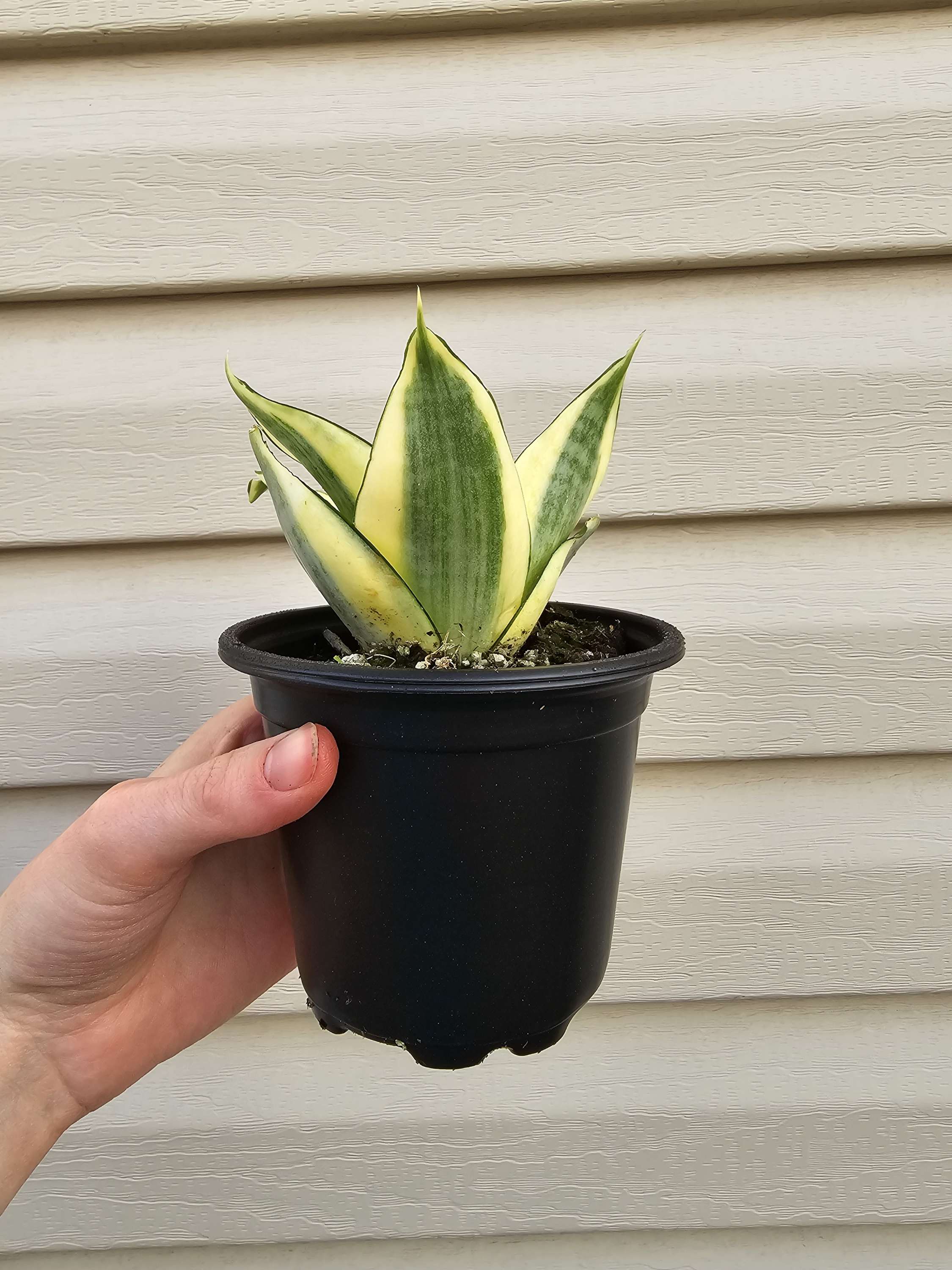 Snake Plant Gold Hahnii ️   image 2
