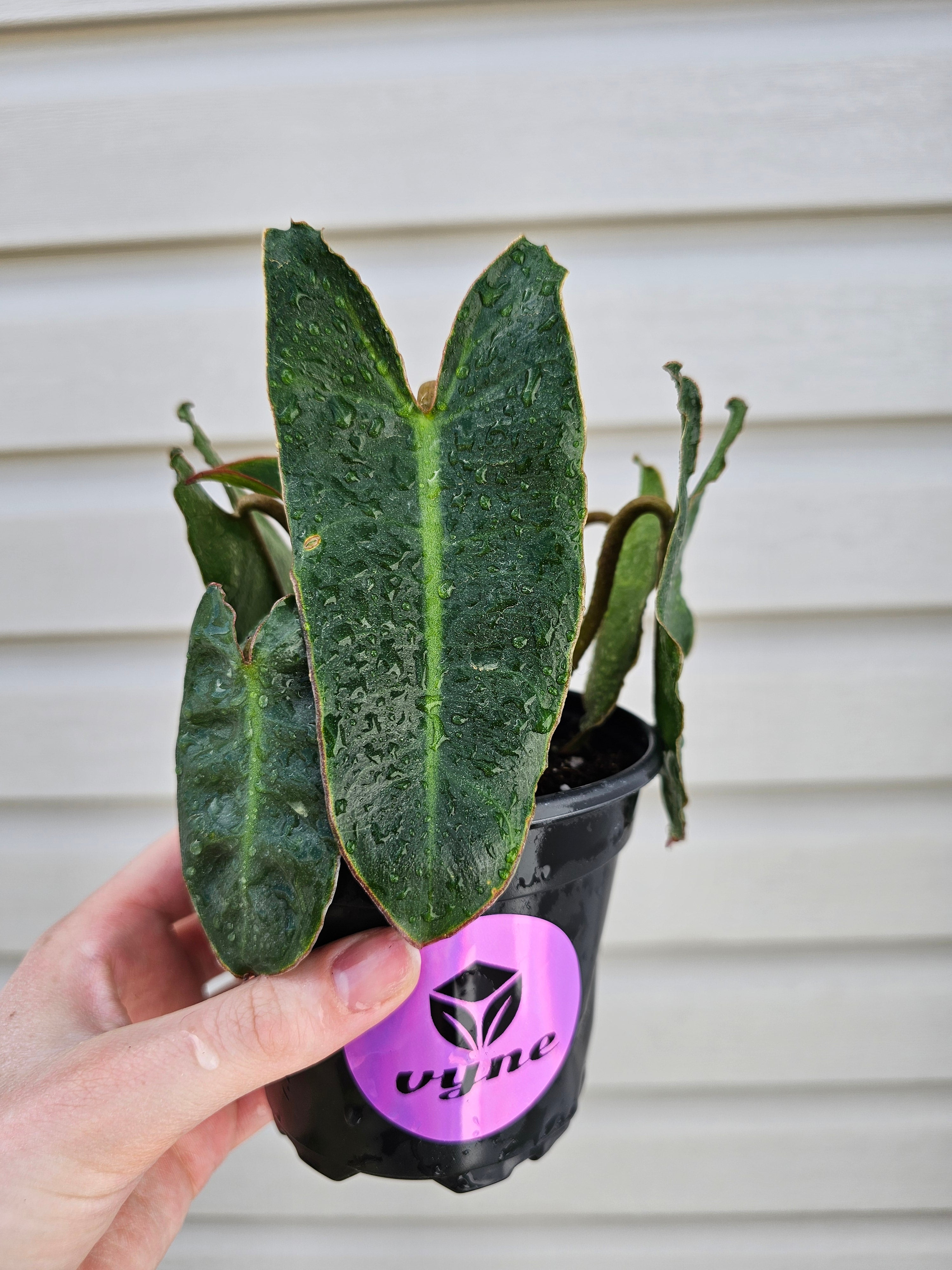Philodendron Billitiae image 3