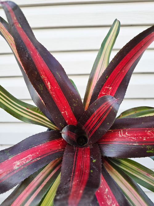 Bromeliad Pimiento image 1