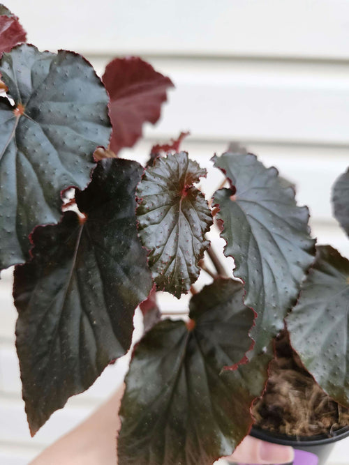 Begonia Black Magic image 1