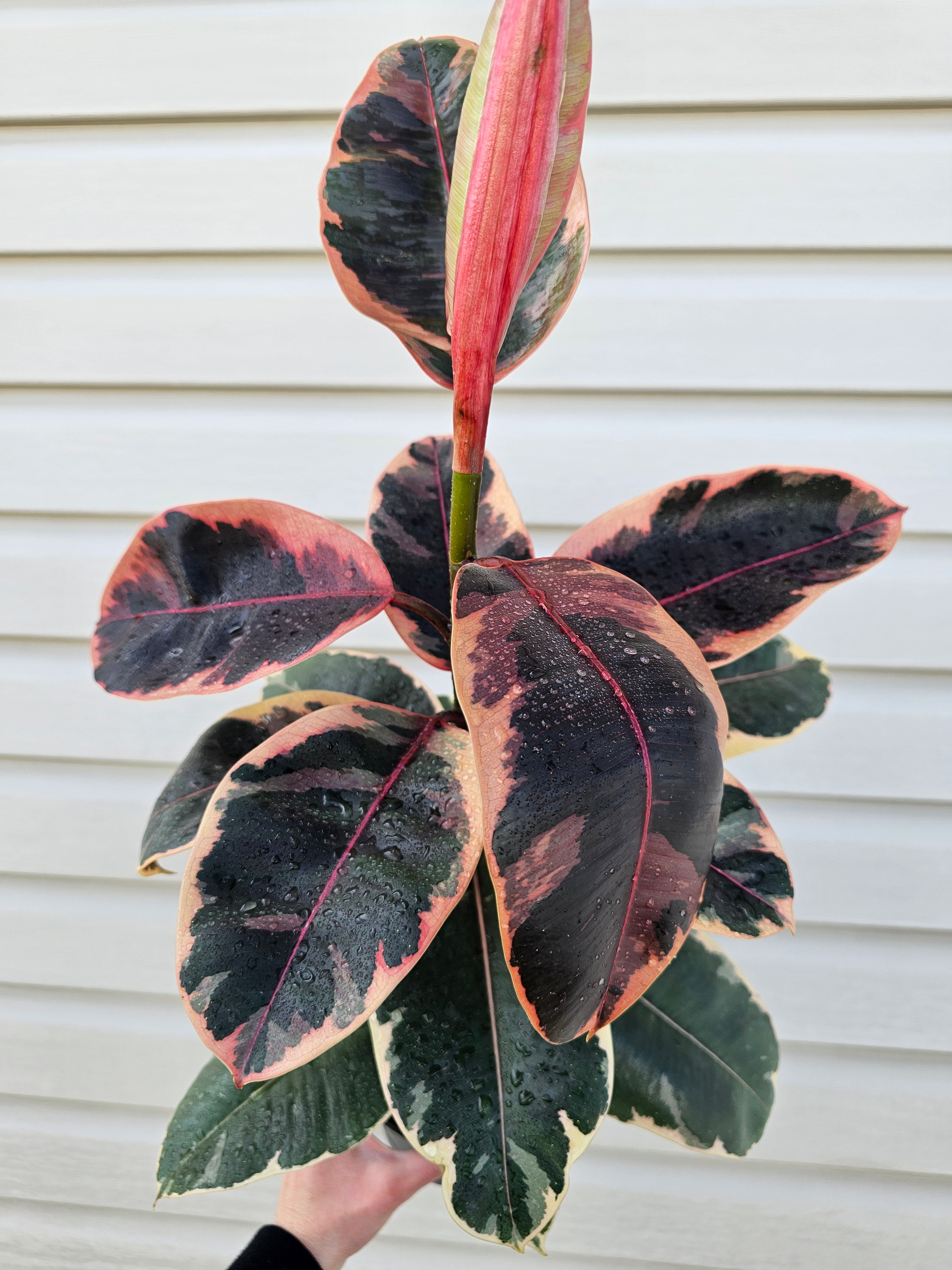 Ruby Ficus  image 2