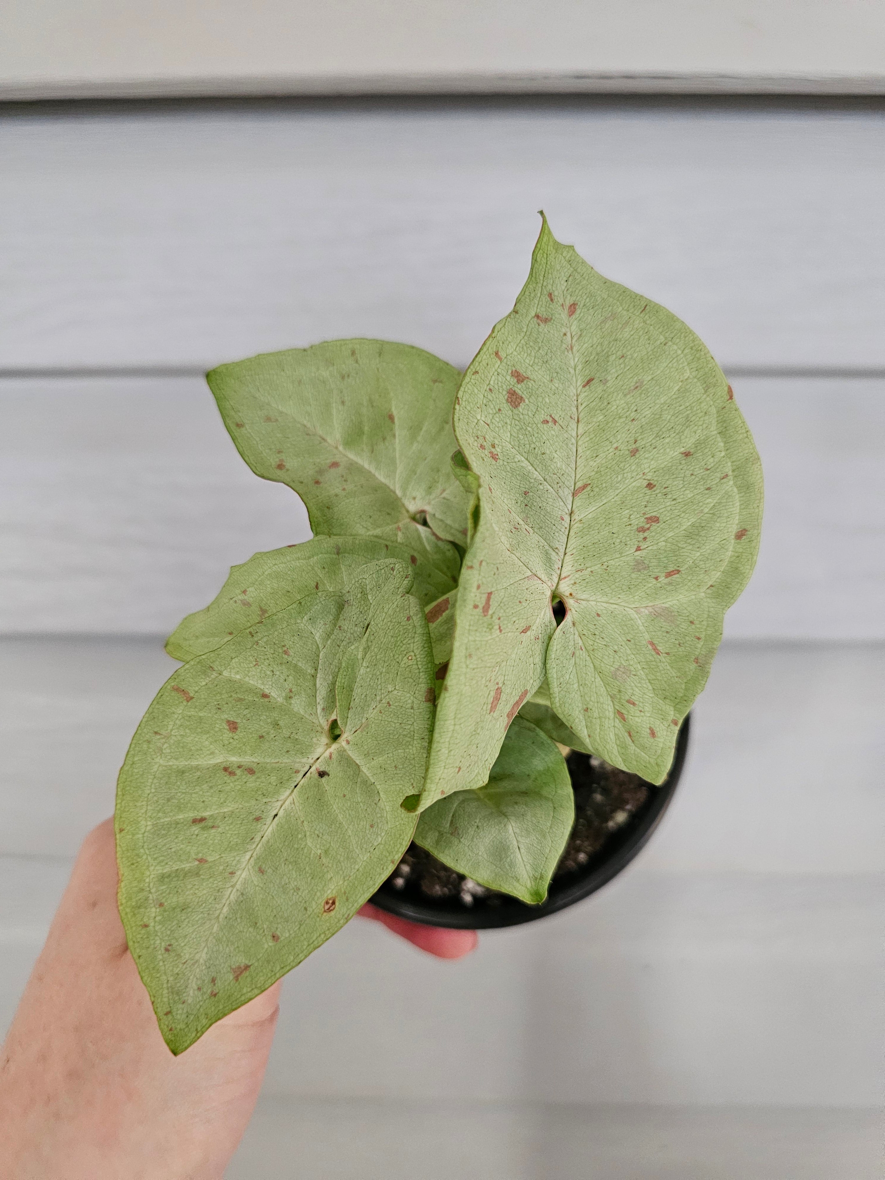 Syngonium Milk Confetti  image 3