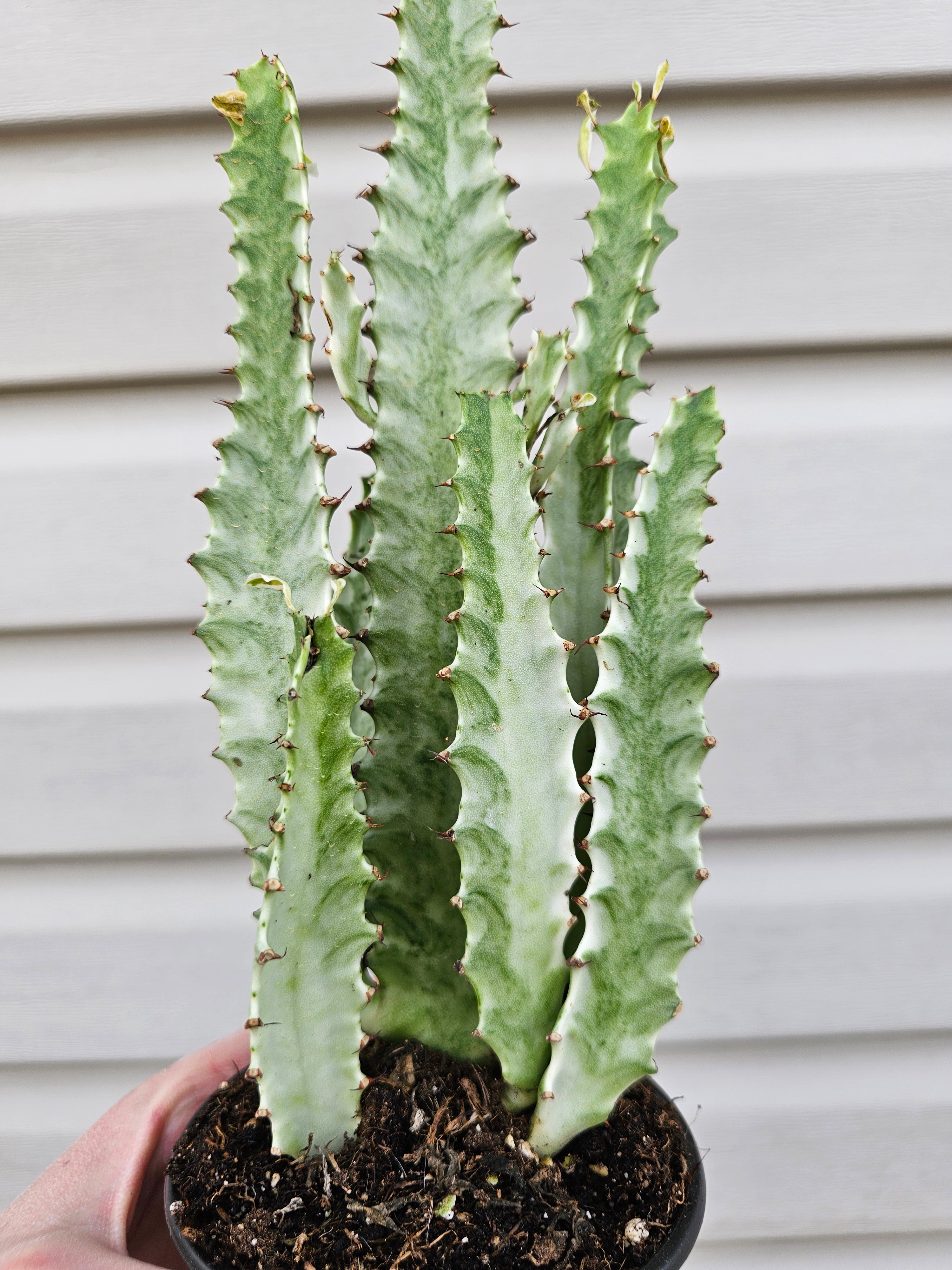Euphorbia Ghost Adjacent image 3
