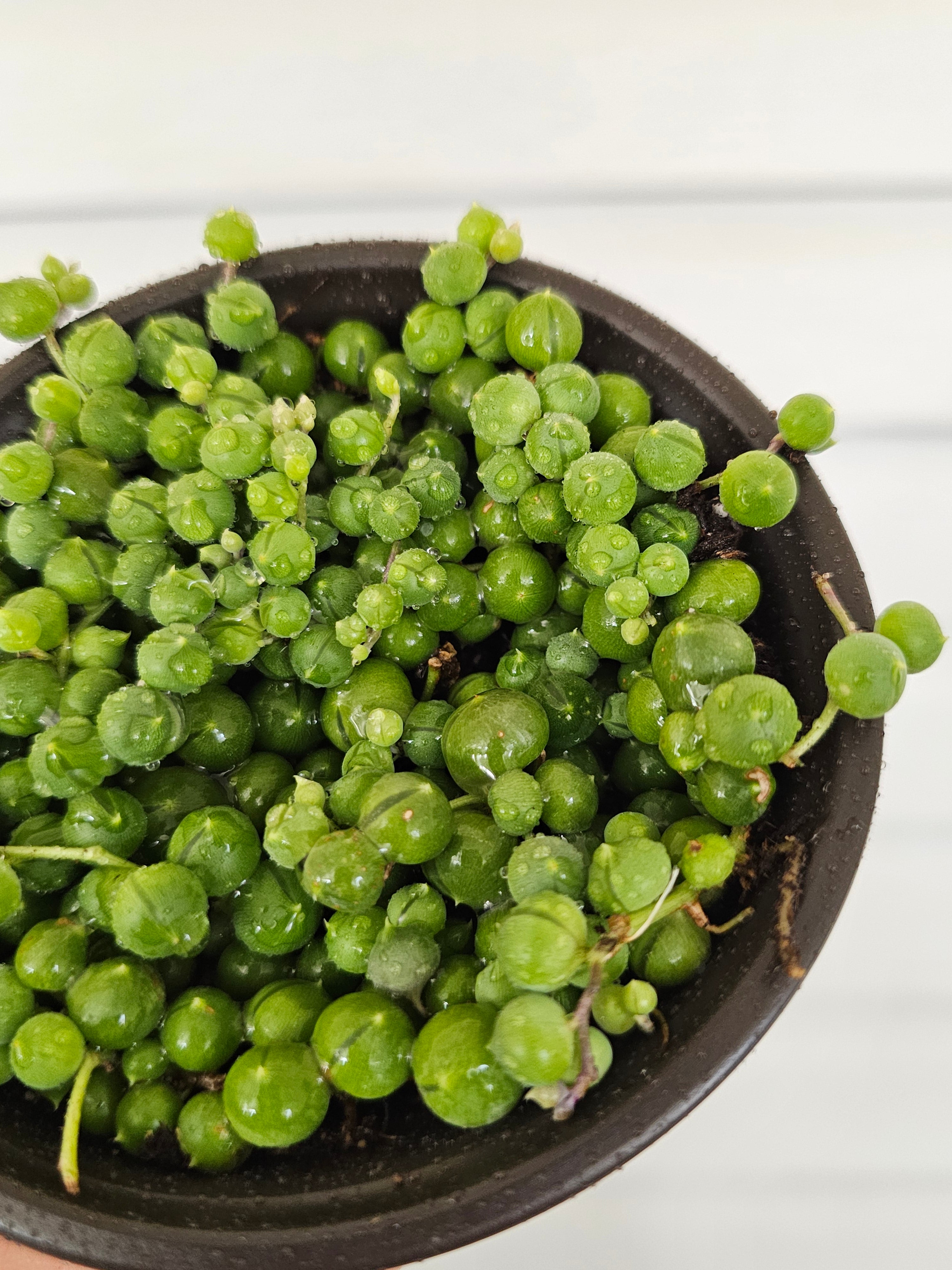 String of Pearls  image 0