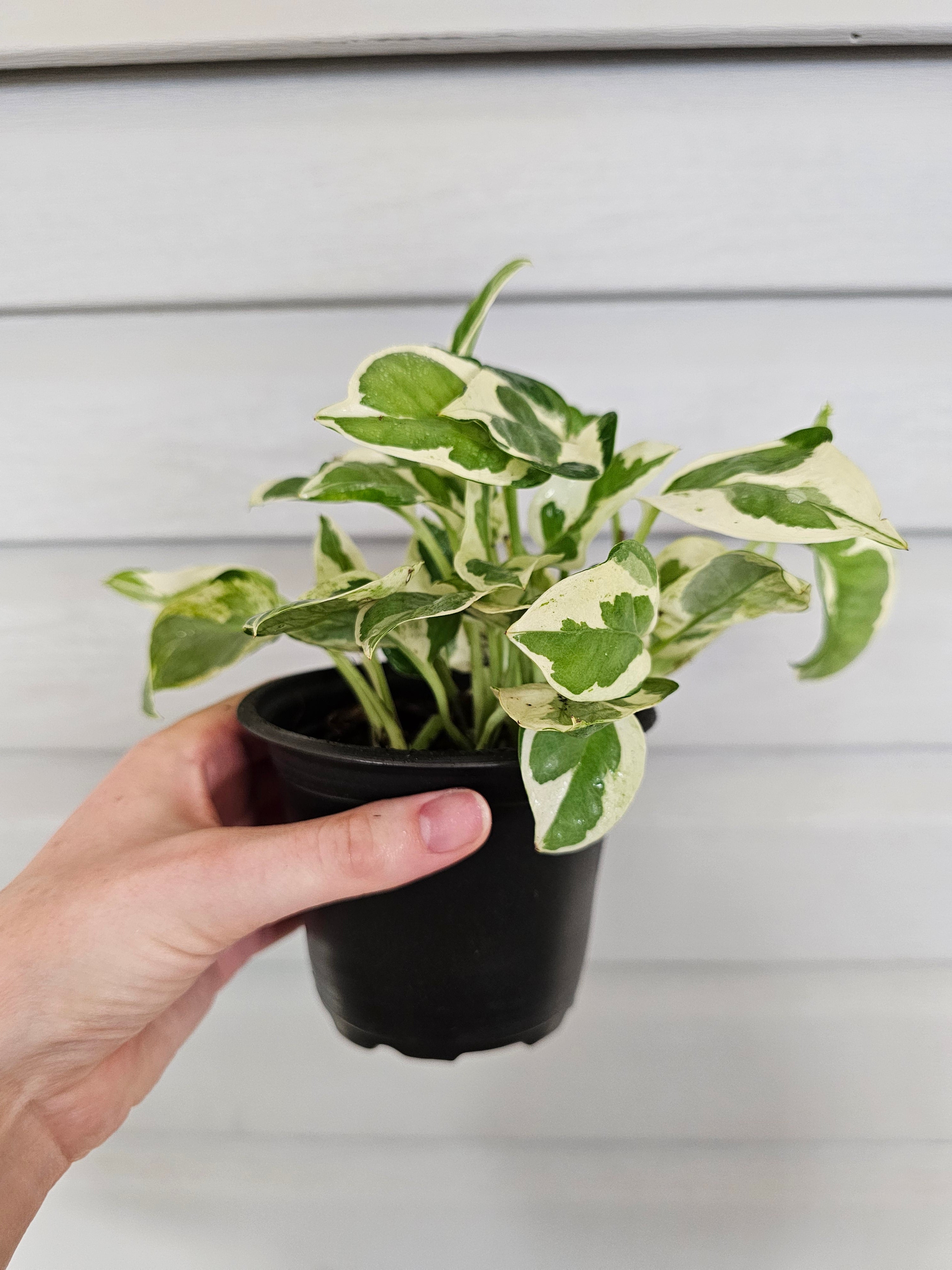 (REAL) N'Joy Pothos  image 2