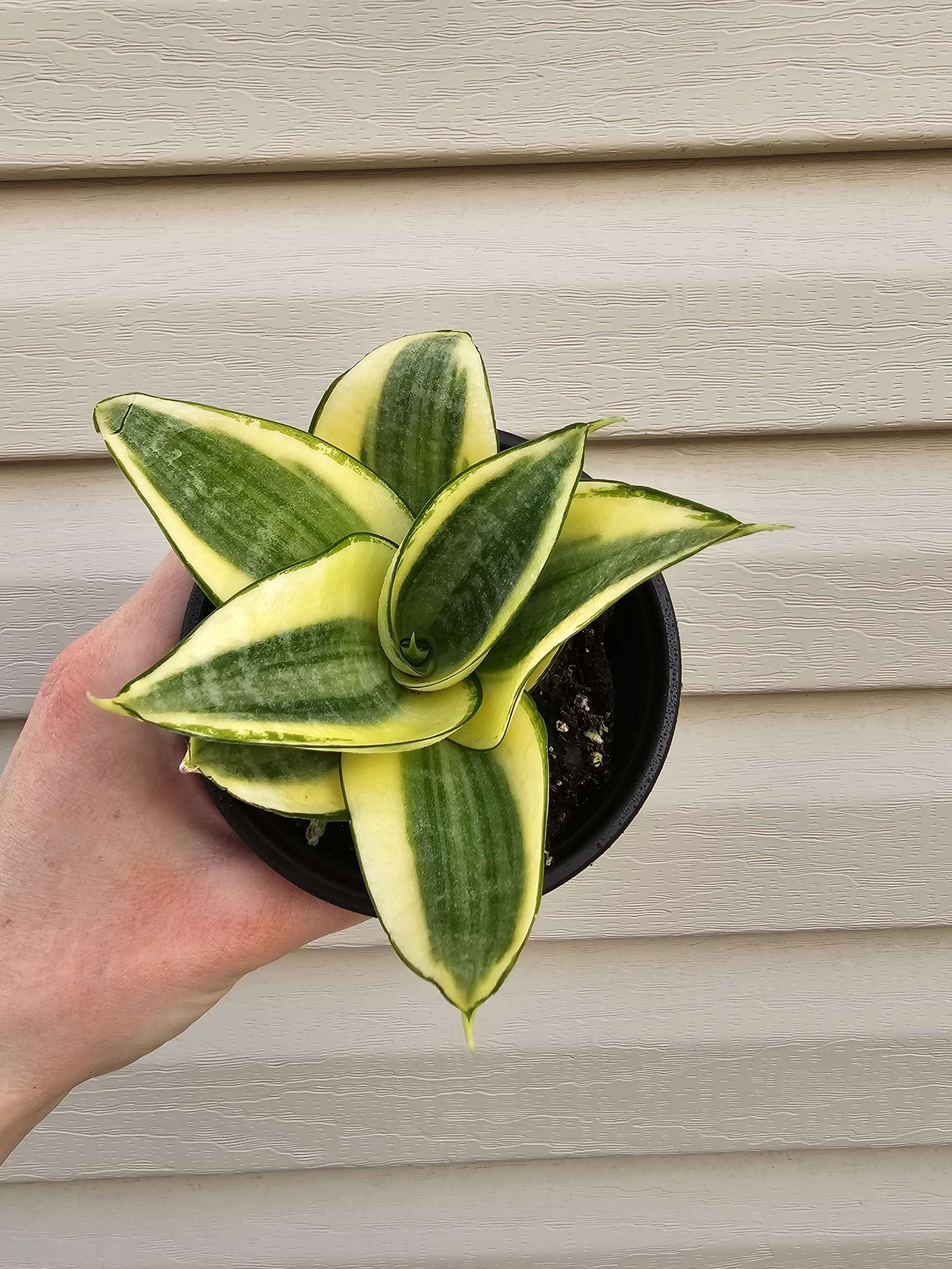 Snake Plant Gold Hahnii ️   image 1
