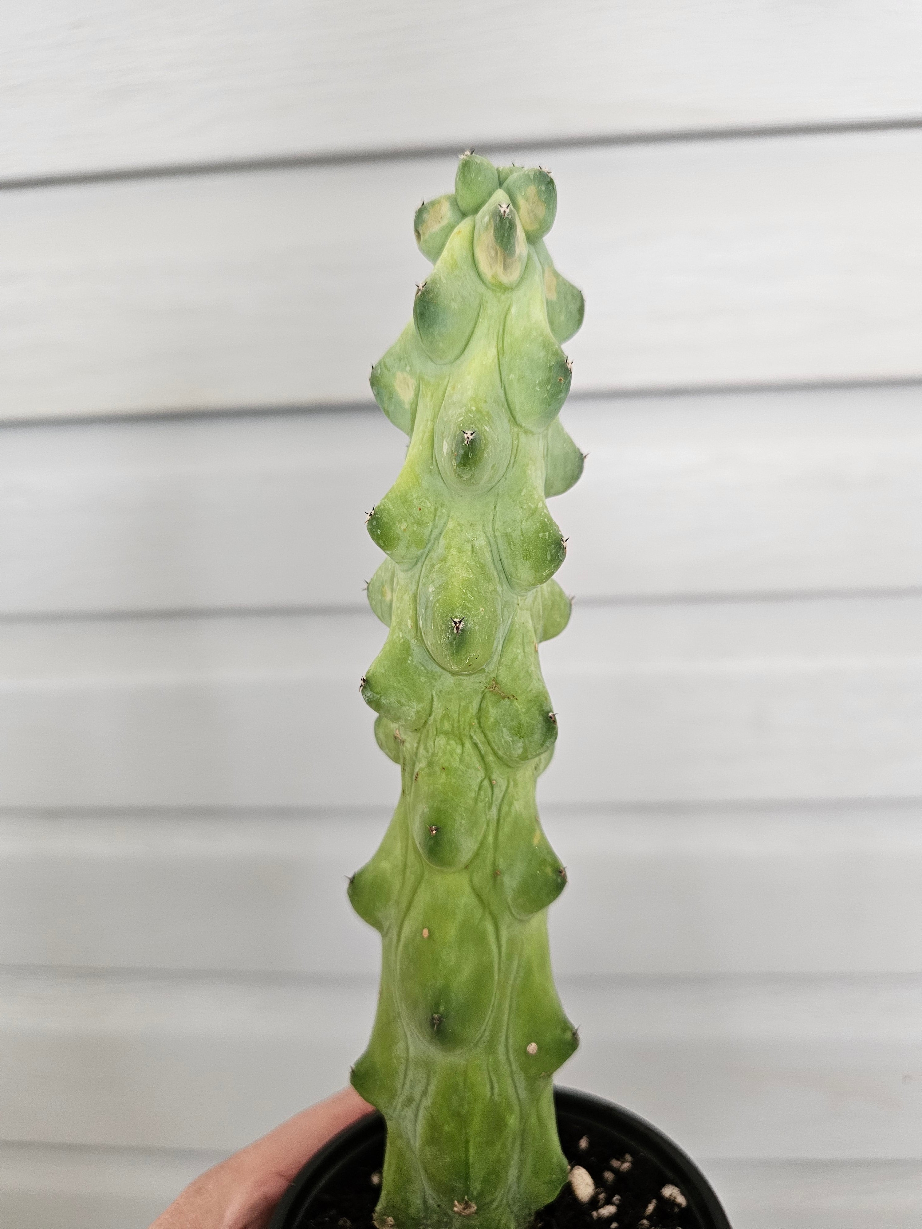 XL Boobie Cactus  image 4