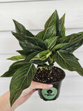 Aglaonema Red Vein  image 0