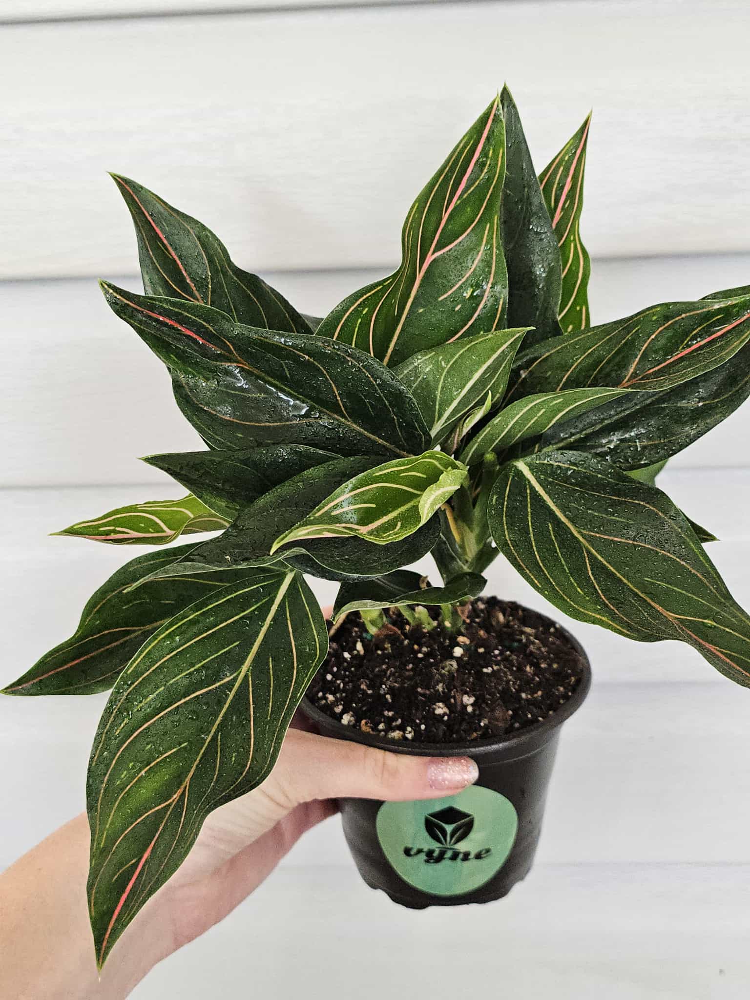 Aglaonema Red Vein  image 0