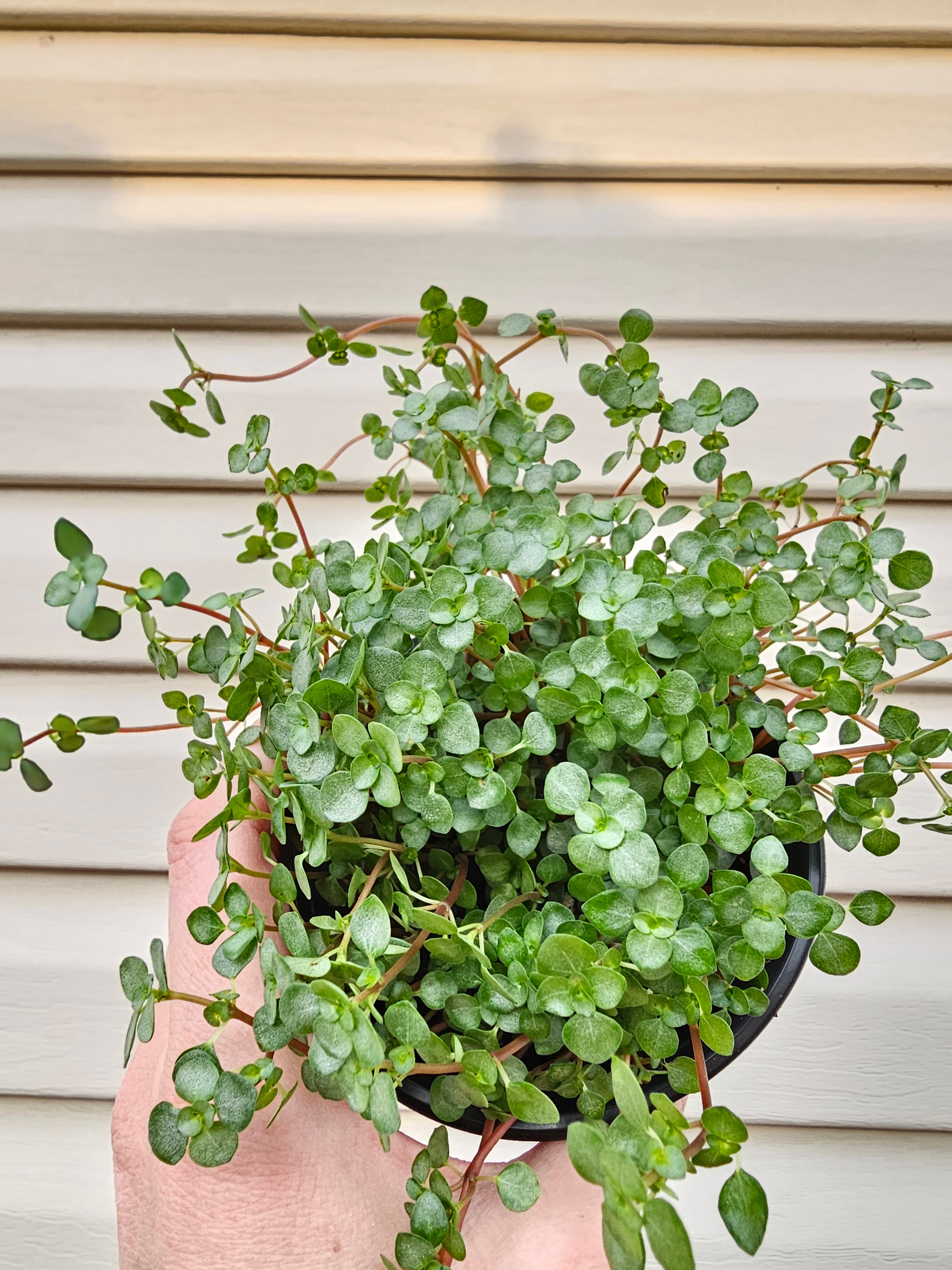 Peperomia Silver Nettle image 1